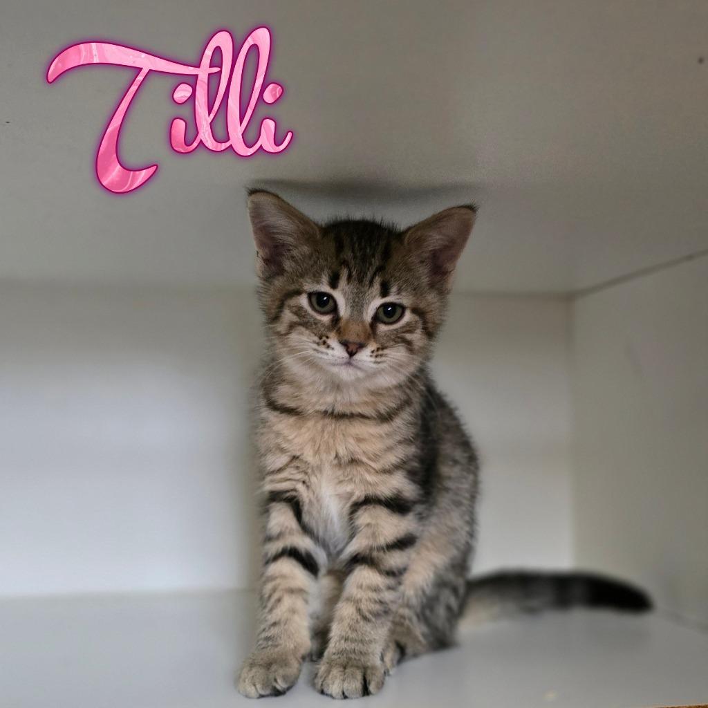 Tilli, a Adoptable Domestic Short Hair in Hillsboro, OH image 1/5