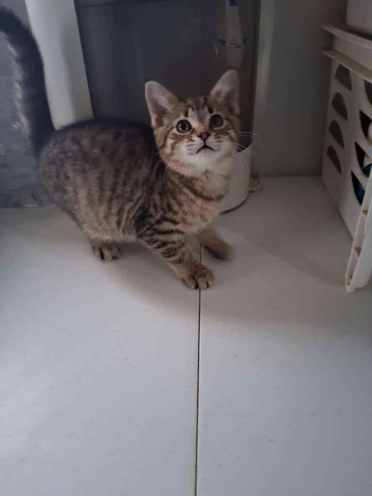 Tilli, a Adoptable Domestic Short Hair in Hillsboro, OH image 2/5