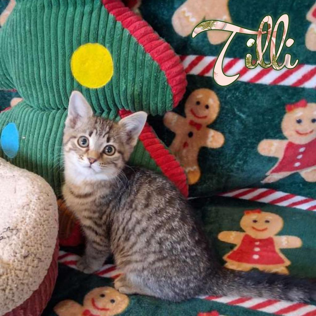 Tilli, a Adoptable Domestic Short Hair in Hillsboro, OH image 3/5