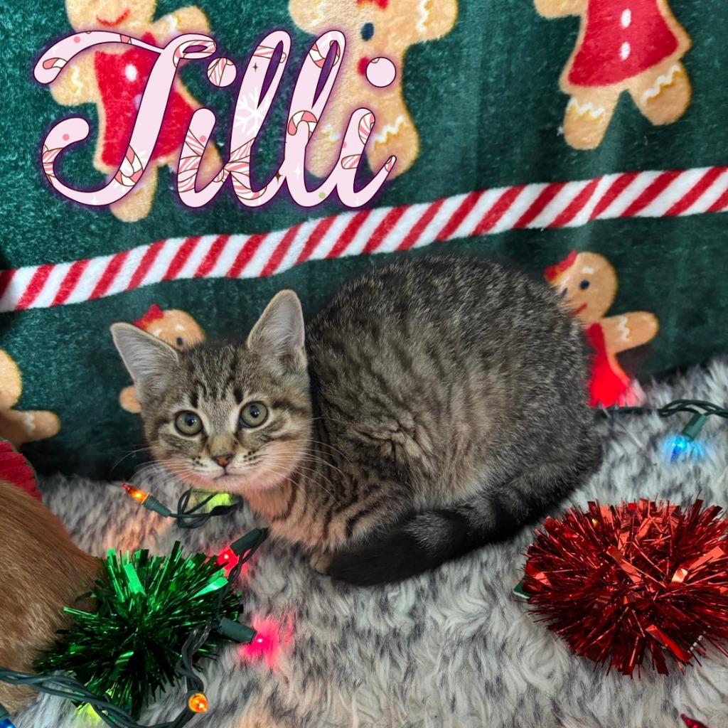 Tilli, a Adoptable Domestic Short Hair in Hillsboro, OH image 4/5