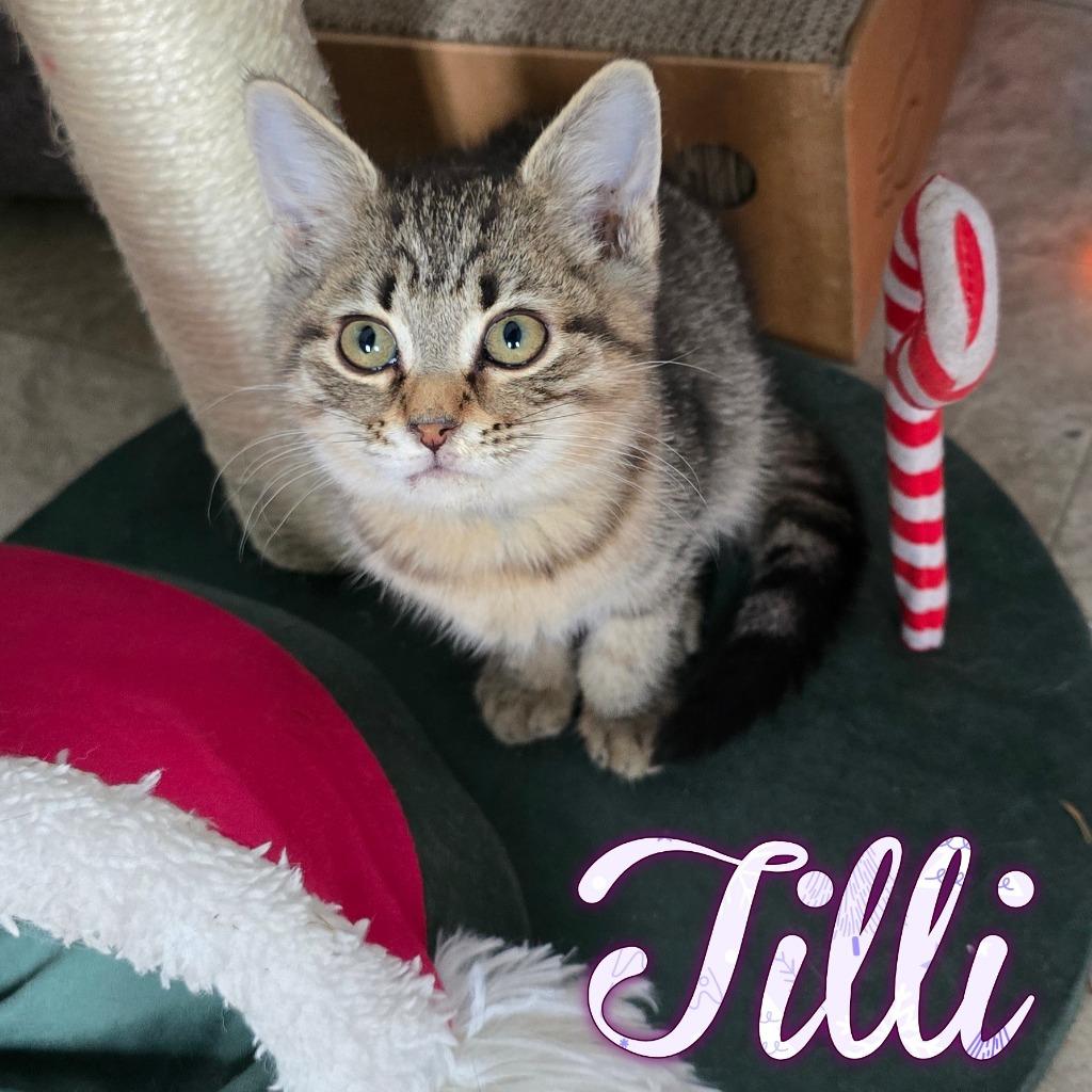 Tilli, a Adoptable Domestic Short Hair in Hillsboro, OH image 5/5