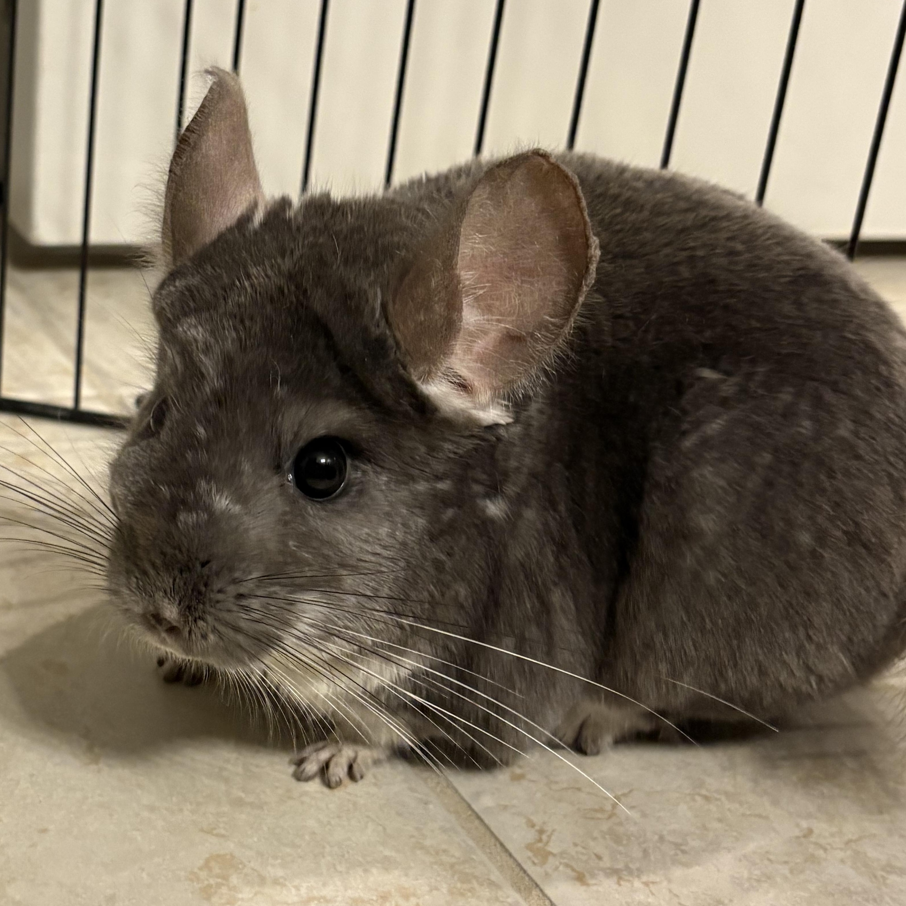 Enlarge Whiskey & Richu - Bonded Pair, a Adoptable Chinchilla in CHARLOTTE, NC image 3/4