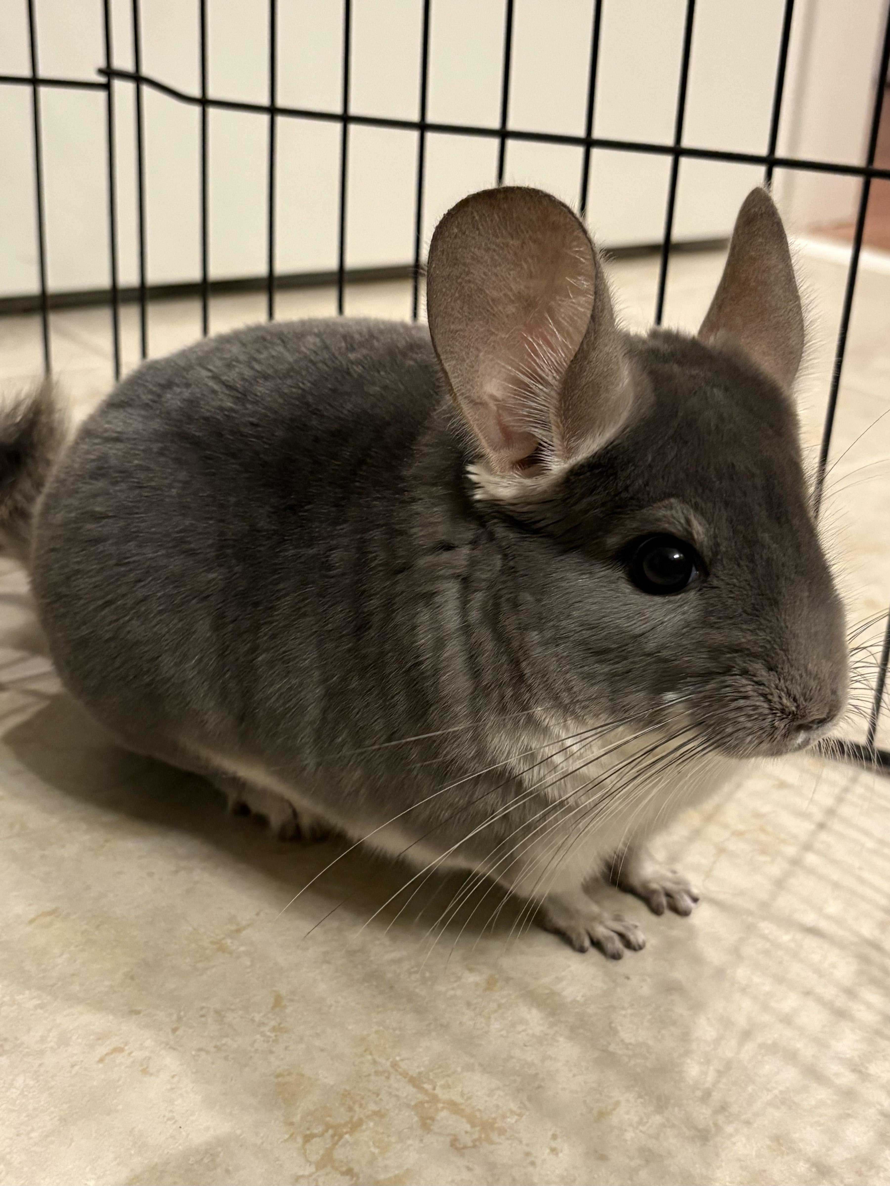 Enlarge Whiskey & Richu - Bonded Pair, a Adoptable Chinchilla in CHARLOTTE, NC image 2/4