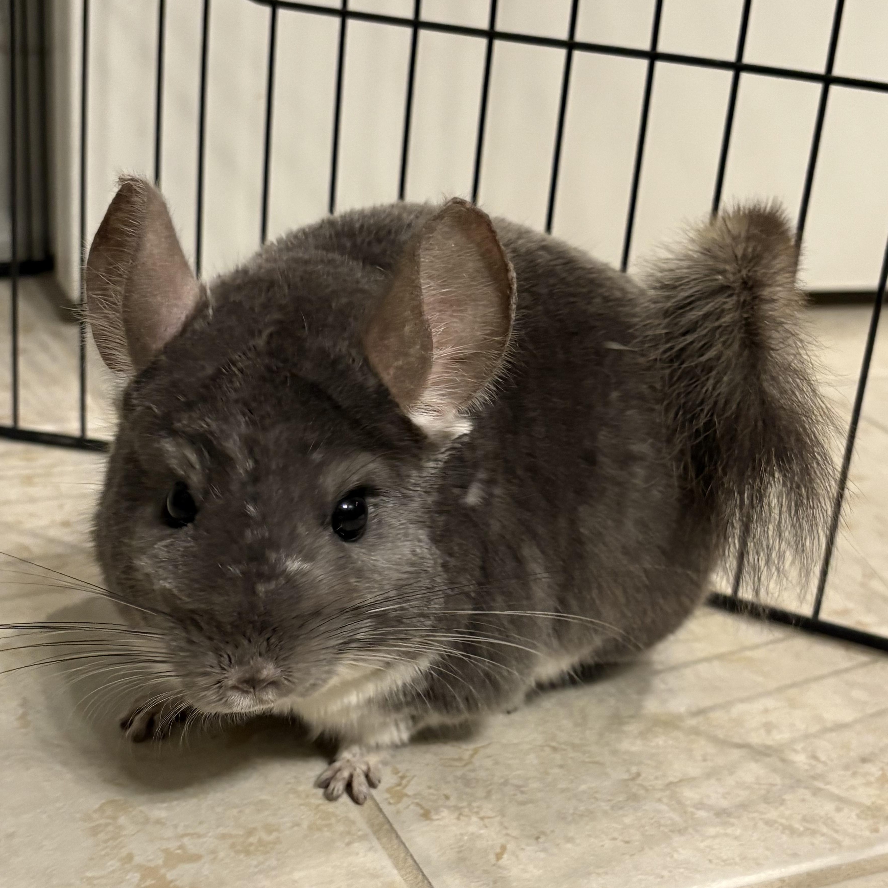 Enlarge Whiskey & Richu - Bonded Pair, a Adoptable Chinchilla in CHARLOTTE, NC image 4/4