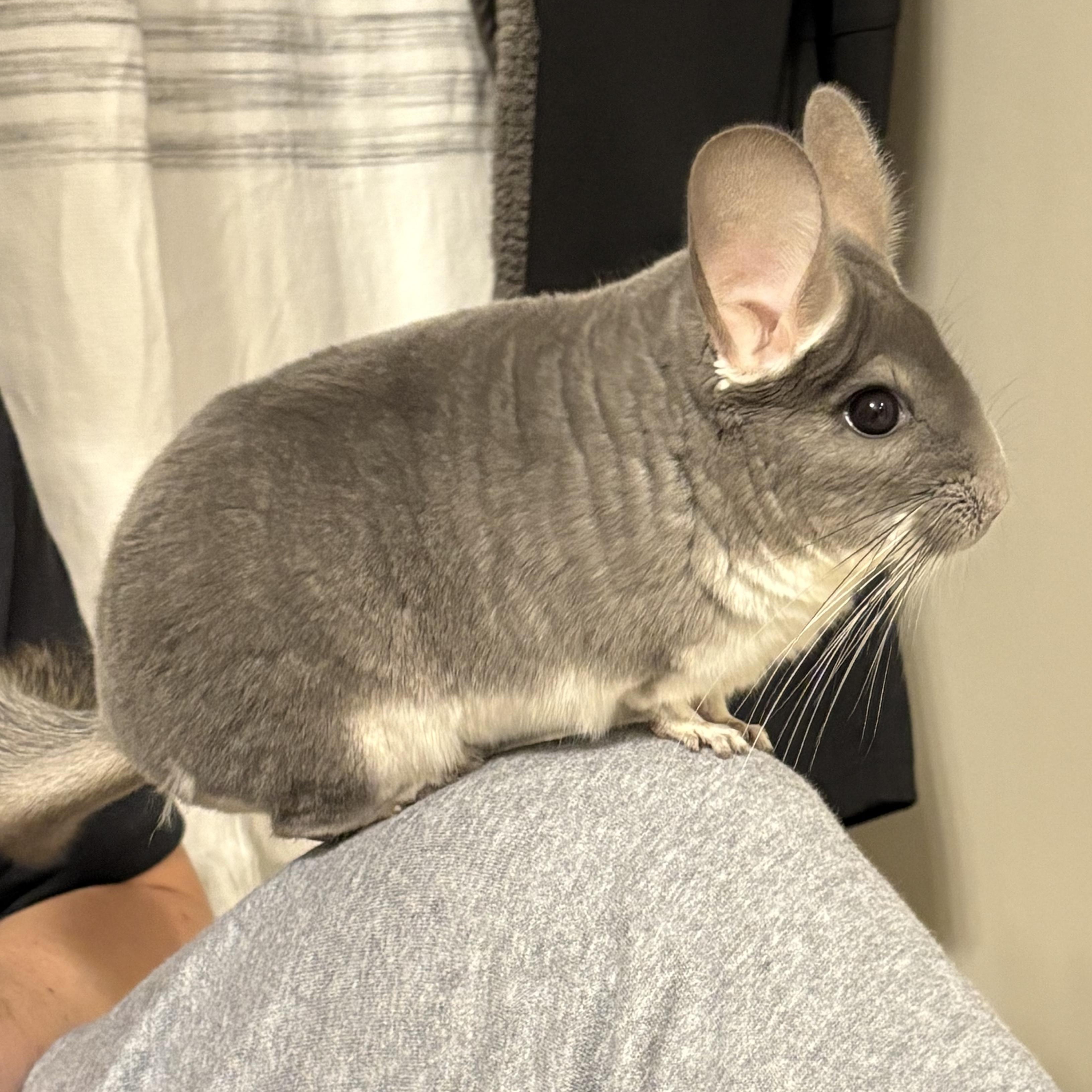 Whiskey & Richu - Bonded Pair, Adoptable, Adult Male Chinchilla.