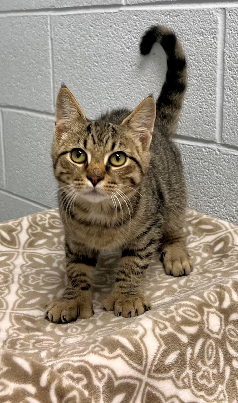 Kernel, Adoptable, Young Male Extra-Toes Cat / Hemingway Polydactyl.