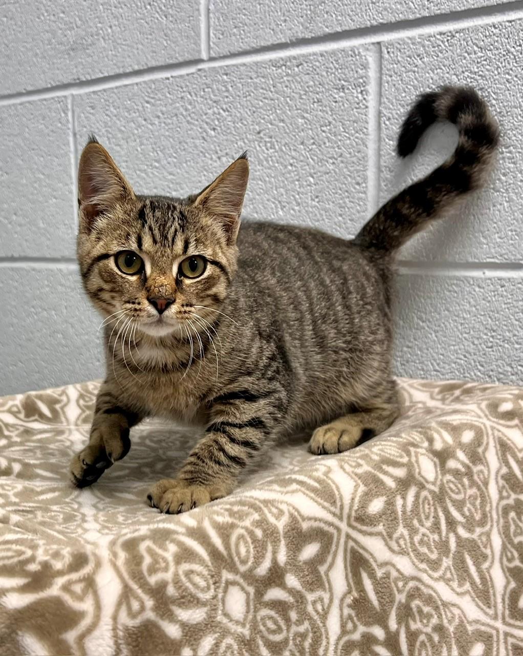 Enlarge Kernel, a Adoptable Extra-Toes Cat / Hemingway Polydactyl in Edinburg, VA image 2/2