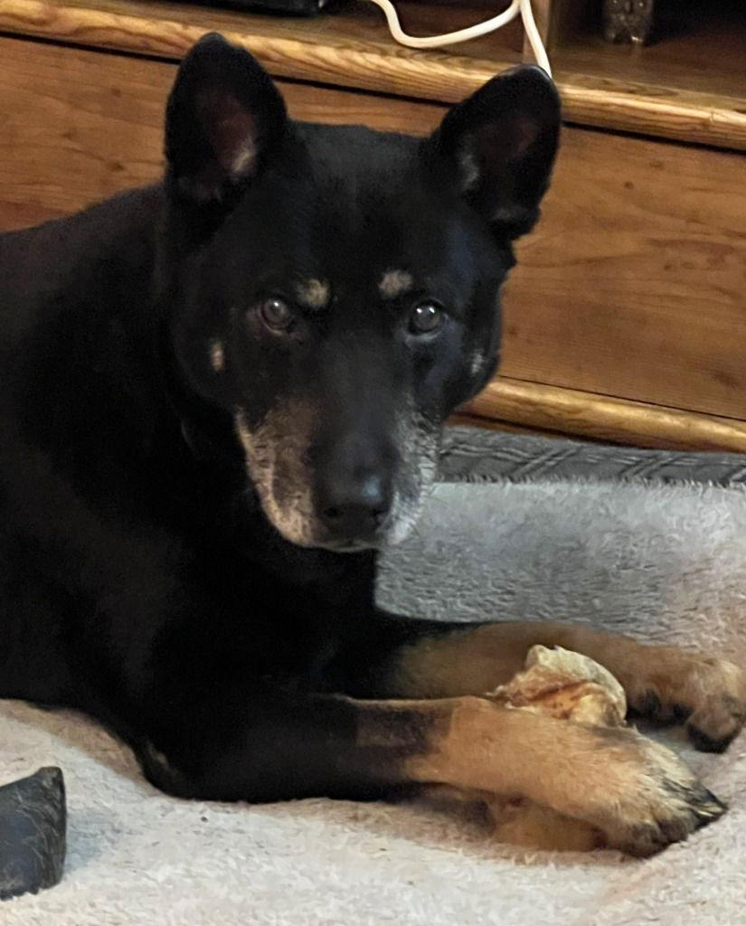 Danny, Adoptable, Senior Male German Shepherd Dog.