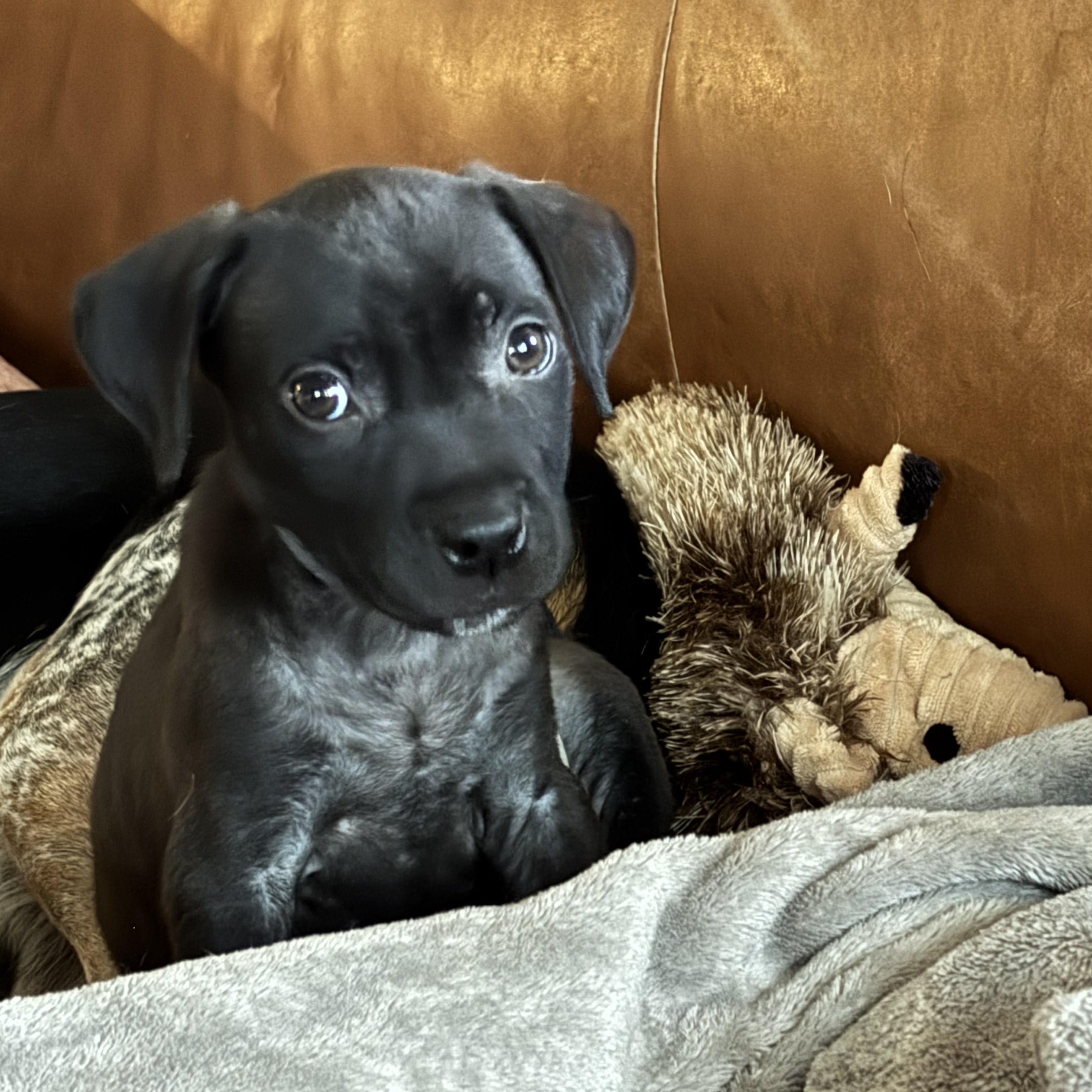 Stevie Girl, an adopted mixed breed in Rock Hill, SC image 2/6