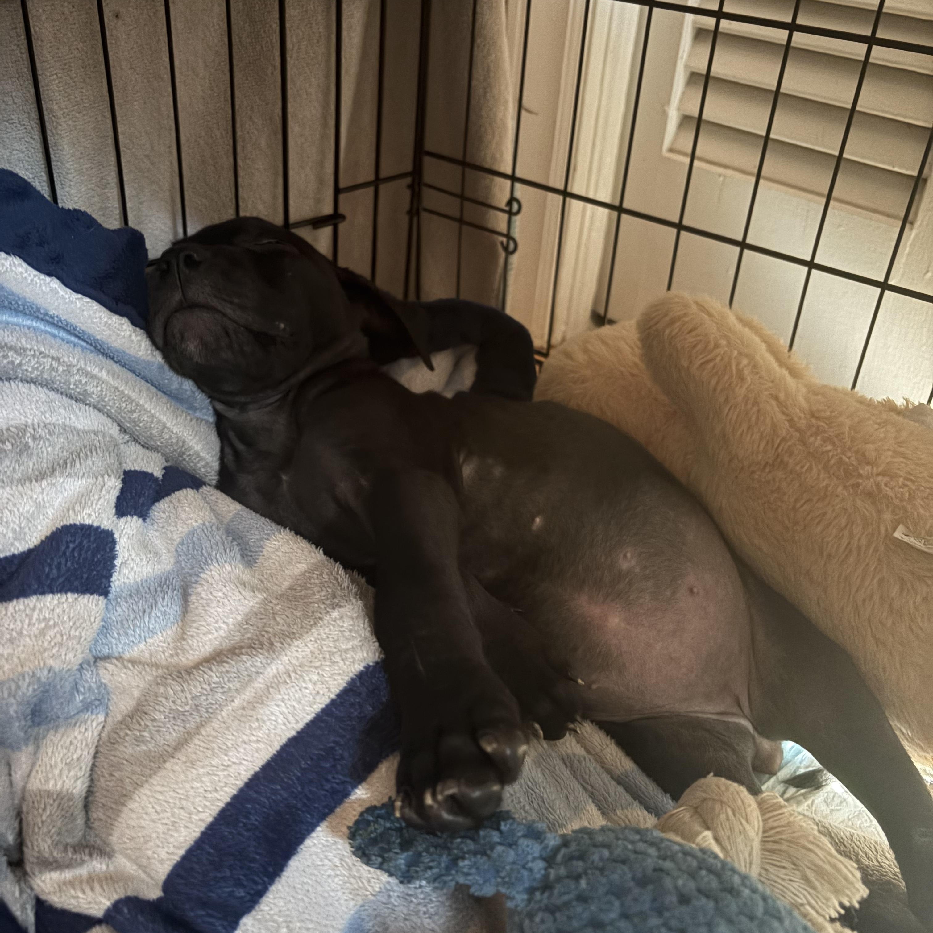 Stevie Girl, an adopted mixed breed in Rock Hill, SC image 6/6