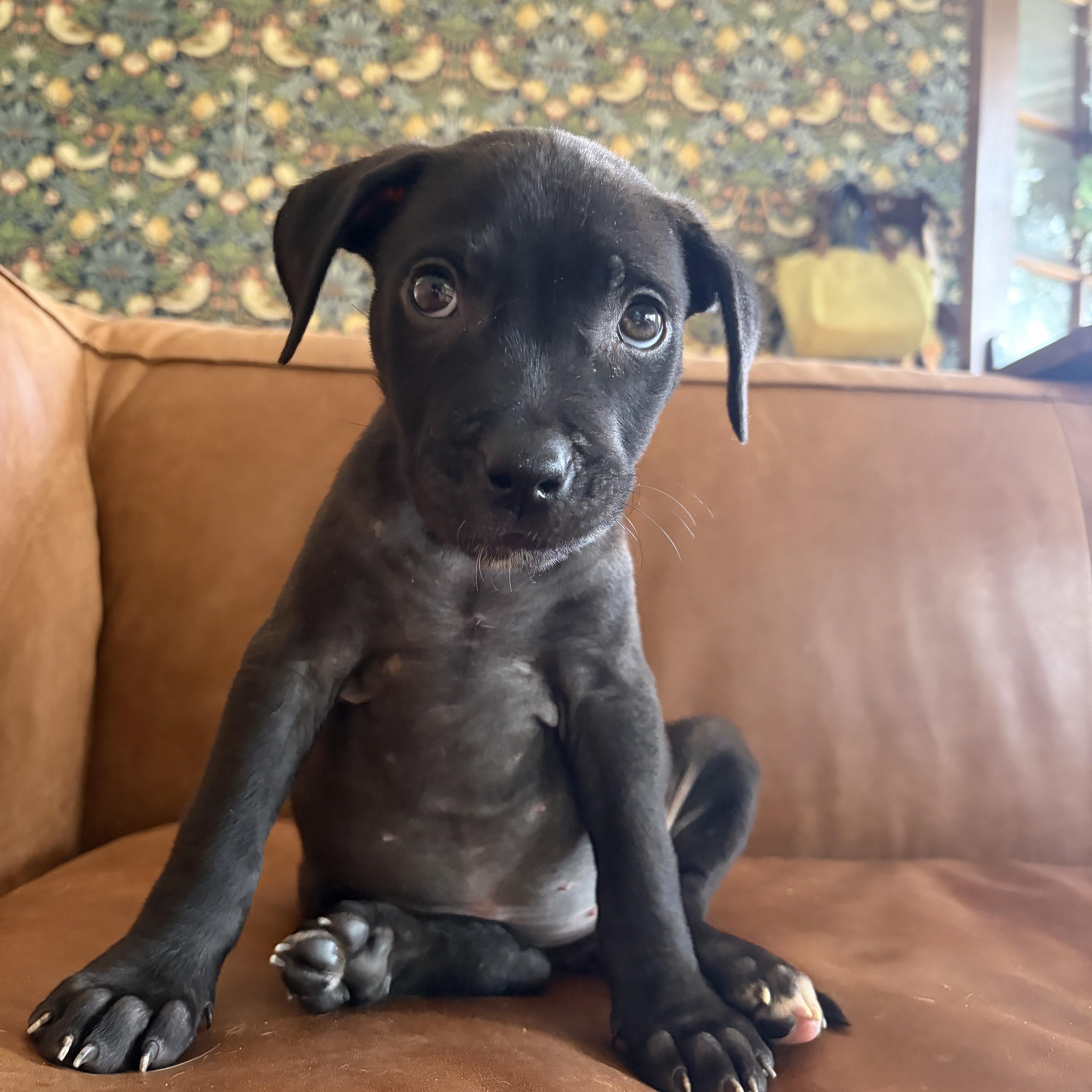 Stevie Girl, adopted, Puppy Female American Staffordshire Terrier & Mixed Breed.