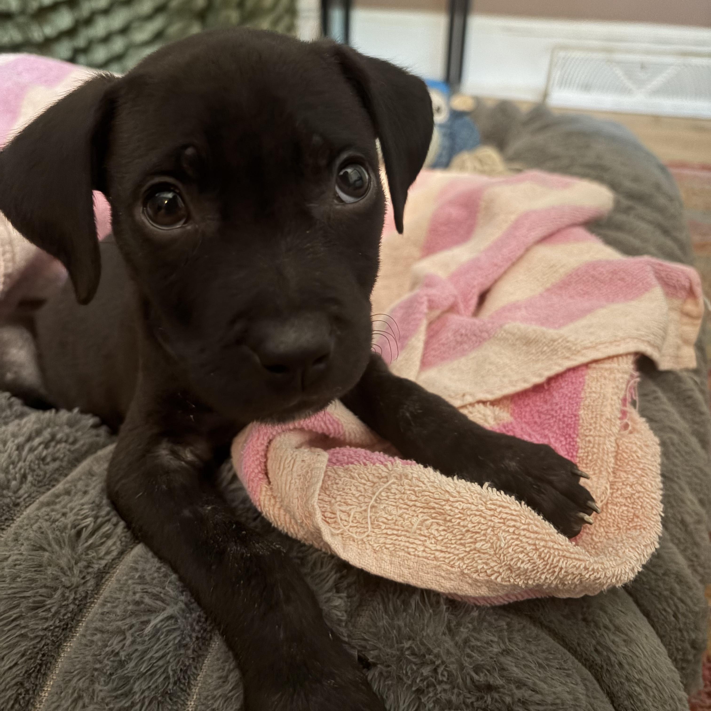 Stevie Girl, an adopted mixed breed in Rock Hill, SC image 4/6