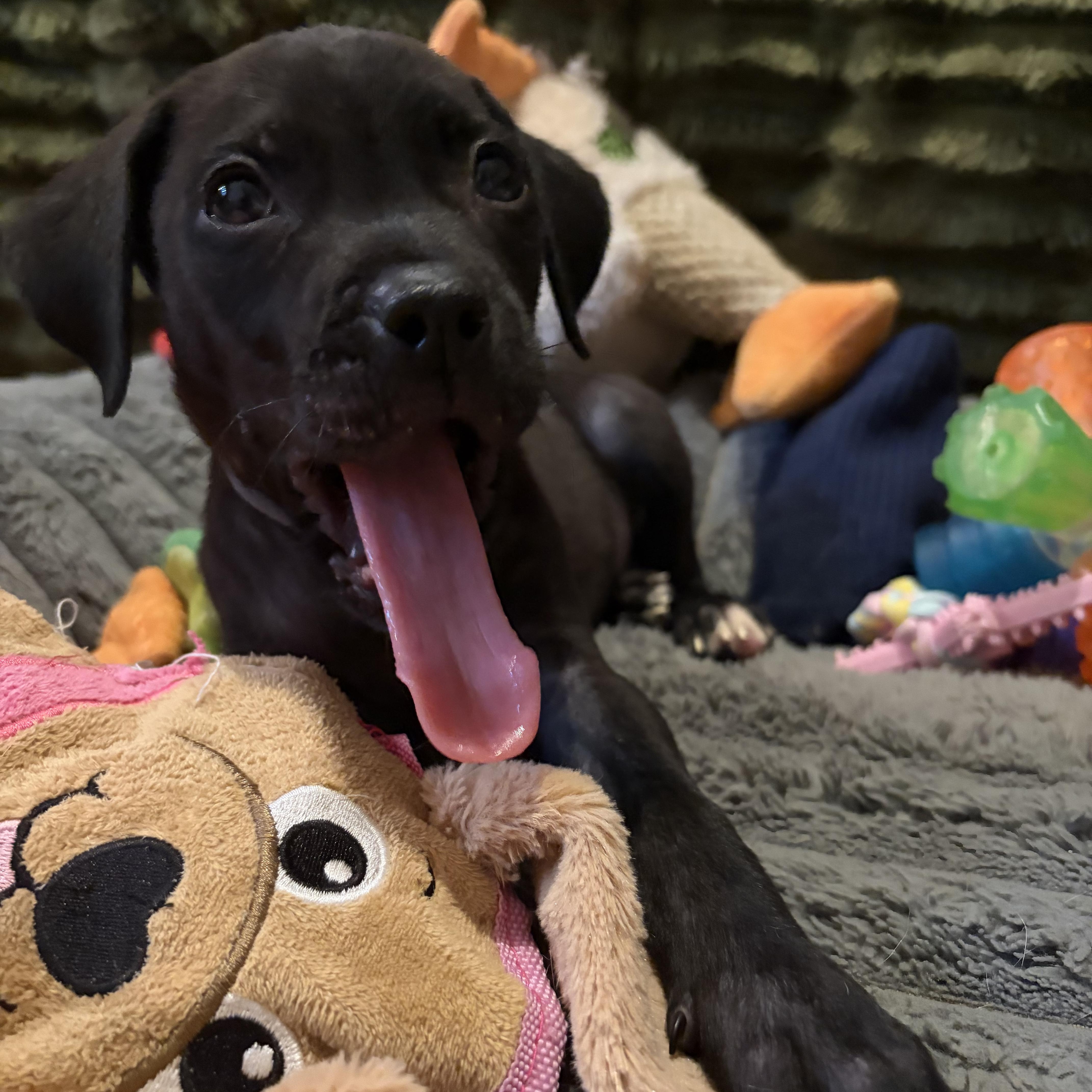 Stevie Girl, an adopted mixed breed in Rock Hill, SC image 3/6
