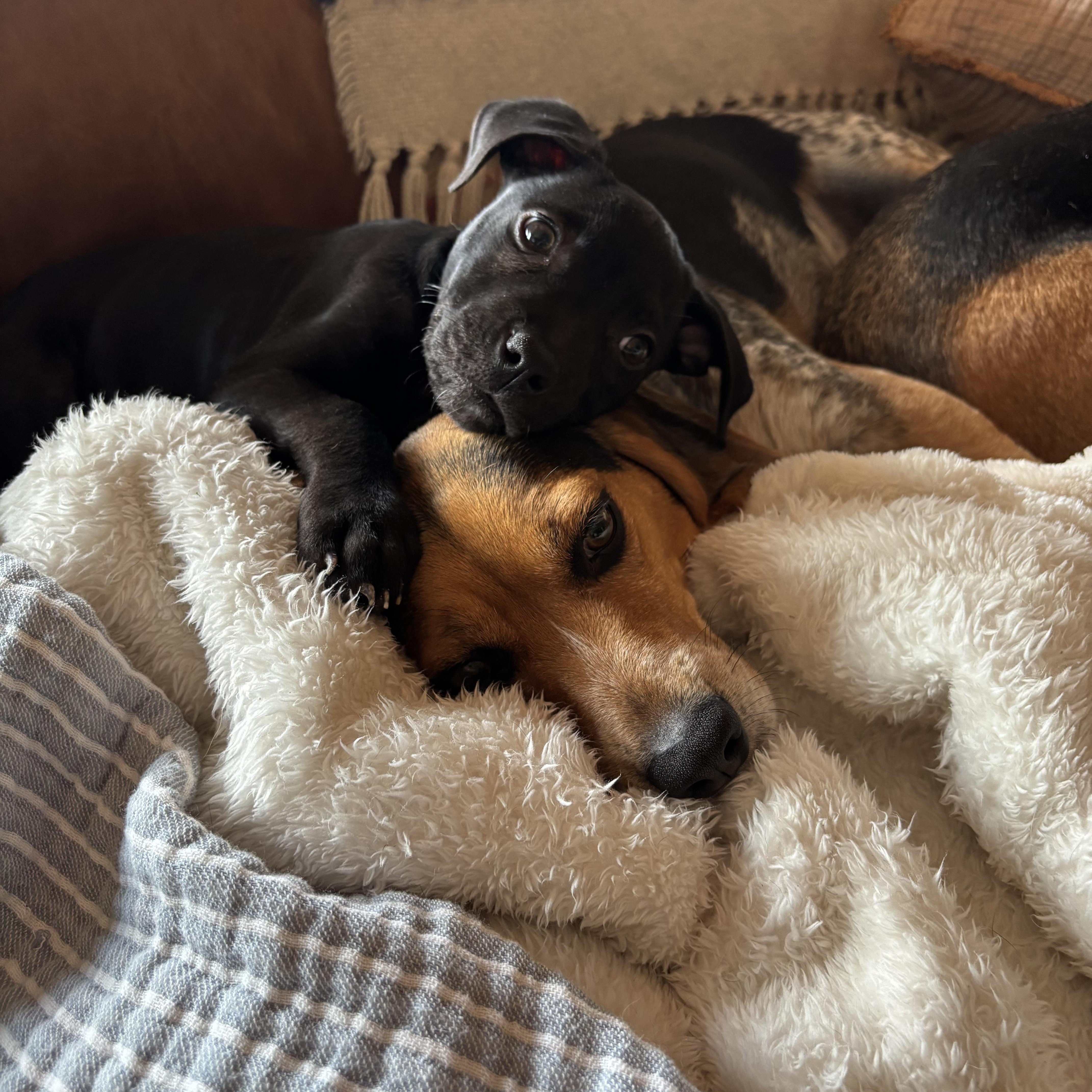 Stevie Girl, an adopted mixed breed in Rock Hill, SC image 5/6