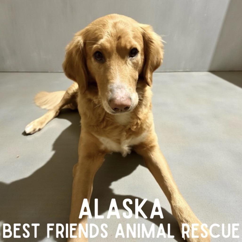Alaska, Adoptable, Adult Female Golden Retriever.
