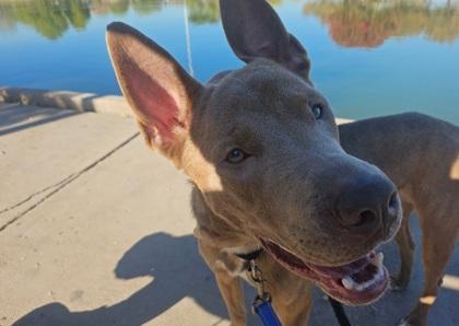 Flint, Adoptable, Adult Male Pit Bull Terrier & Shepherd.