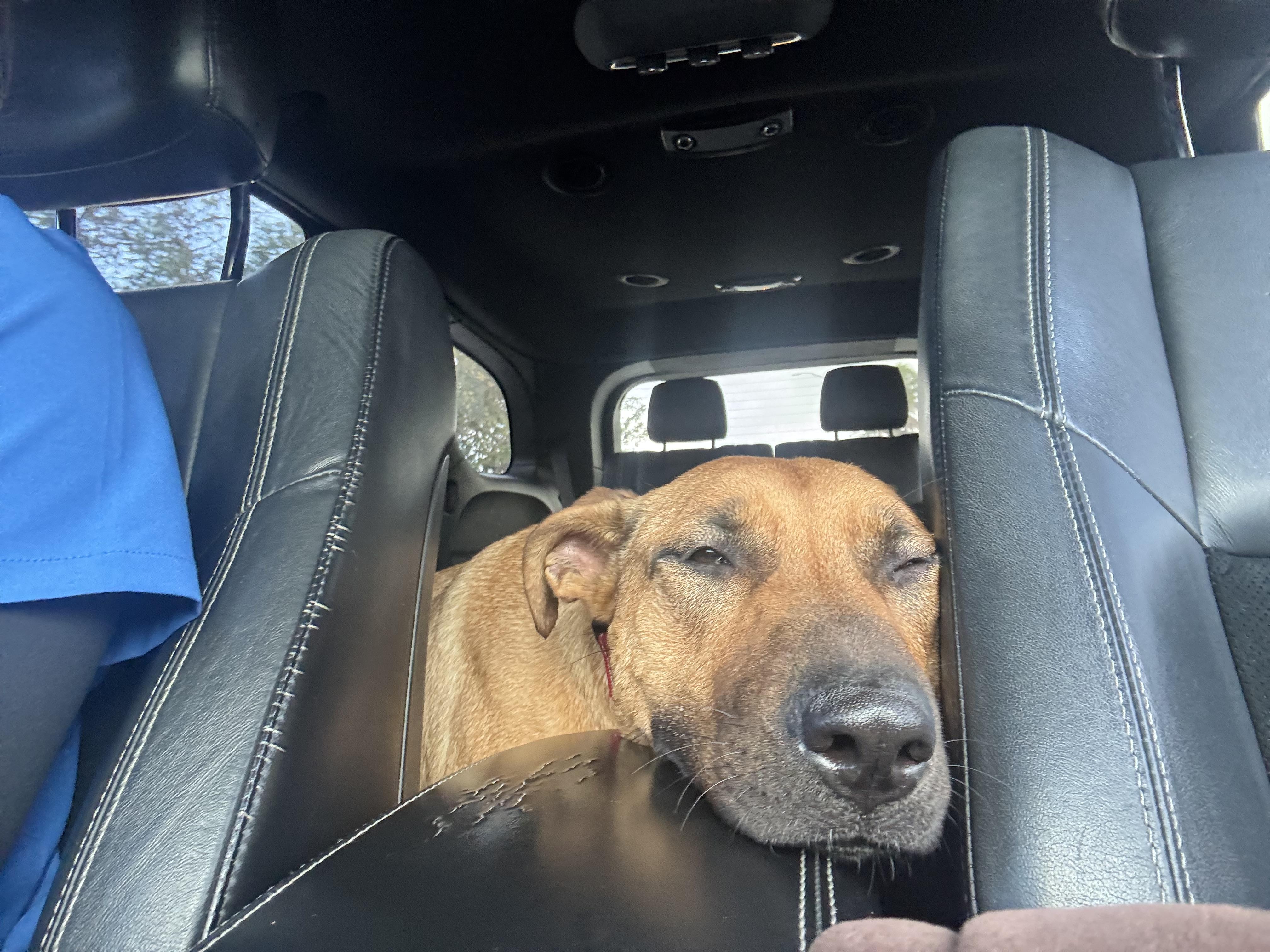 Sabrina, ADOPTABLE, Adult Female Black Mouth Cur.