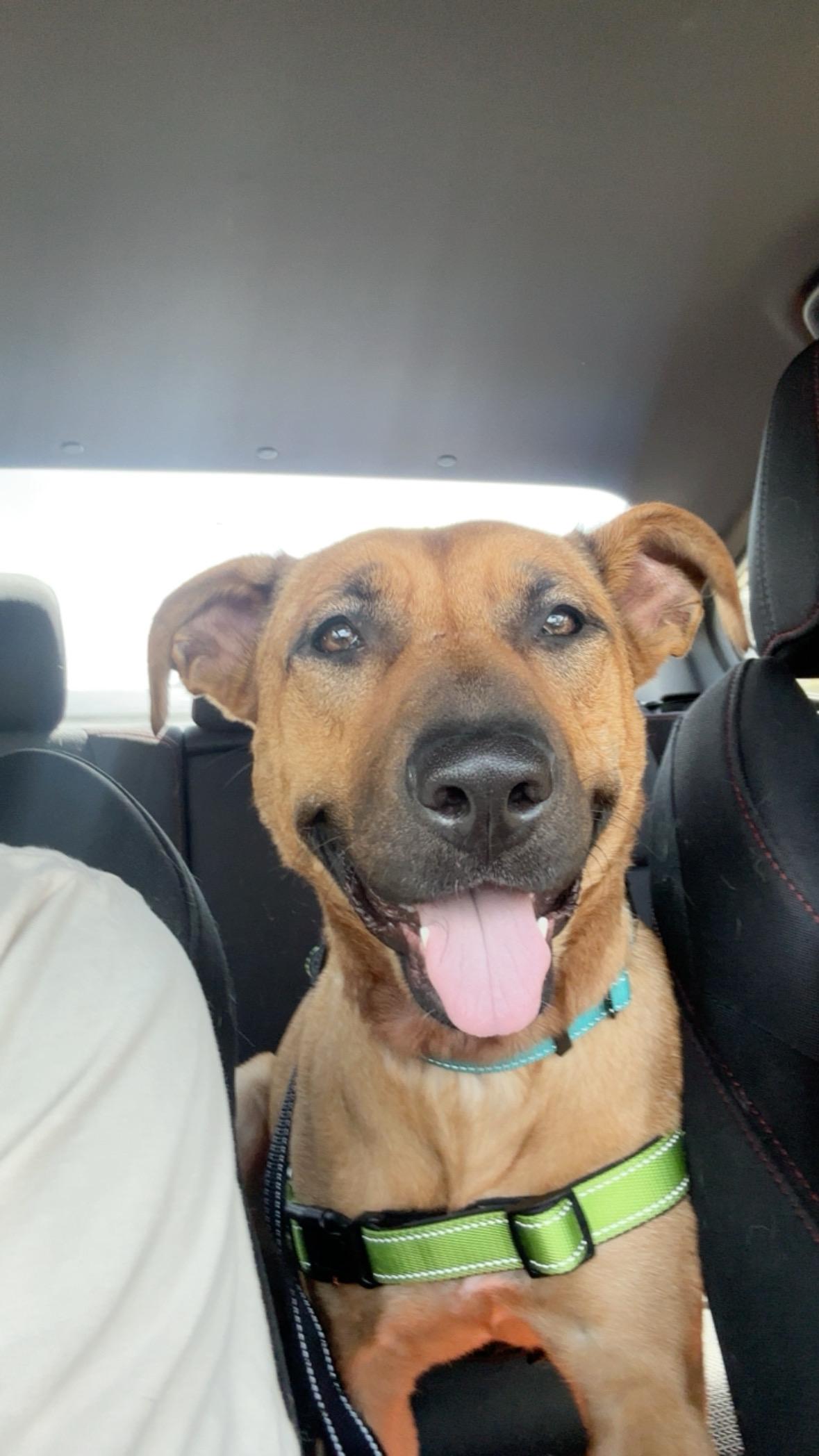 Sabrina, a ADOPTABLE Black Mouth Cur in Pompano Beach, FL image 2/3