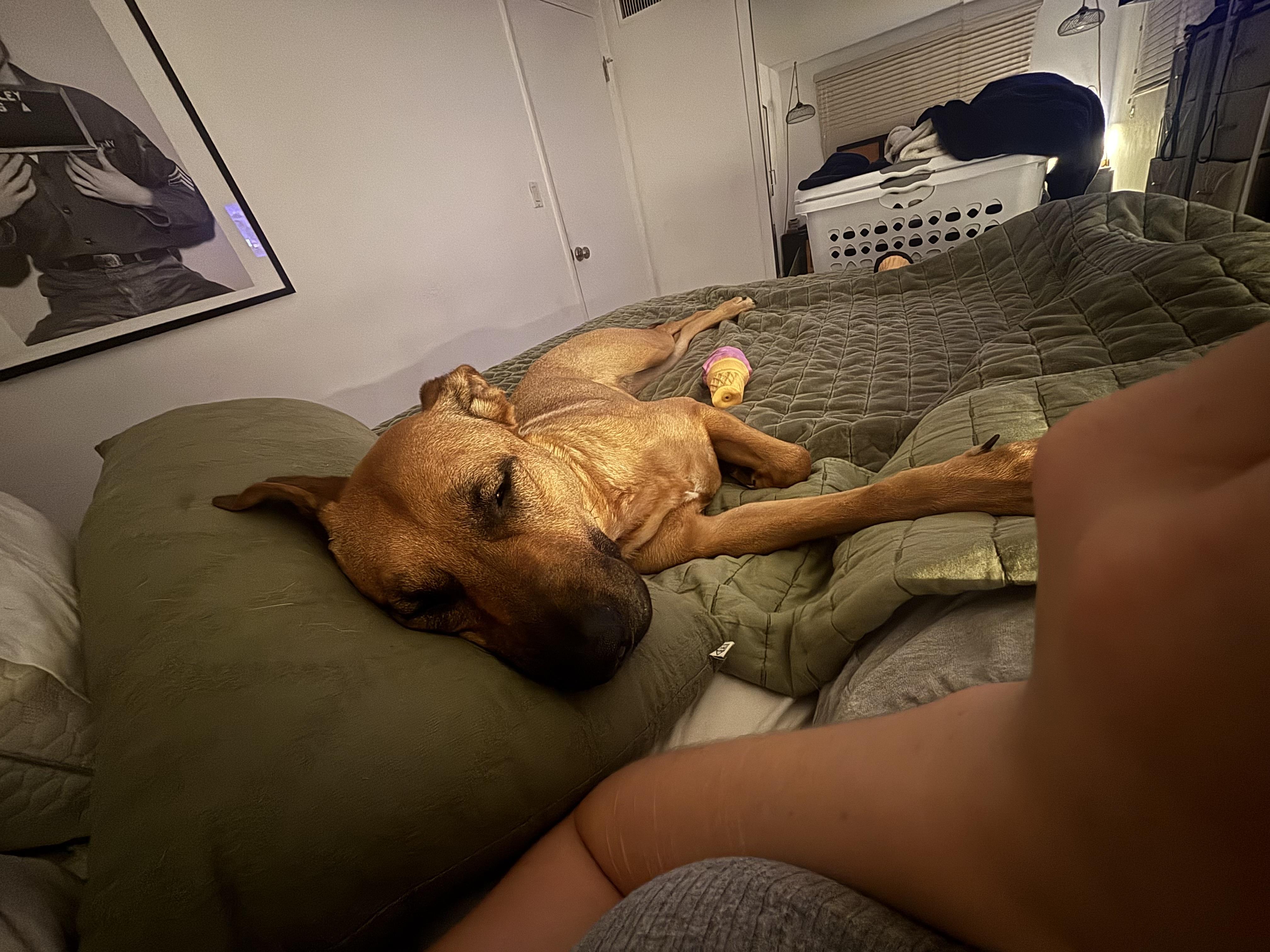 Sabrina, a ADOPTABLE Black Mouth Cur in Pompano Beach, FL image 3/3