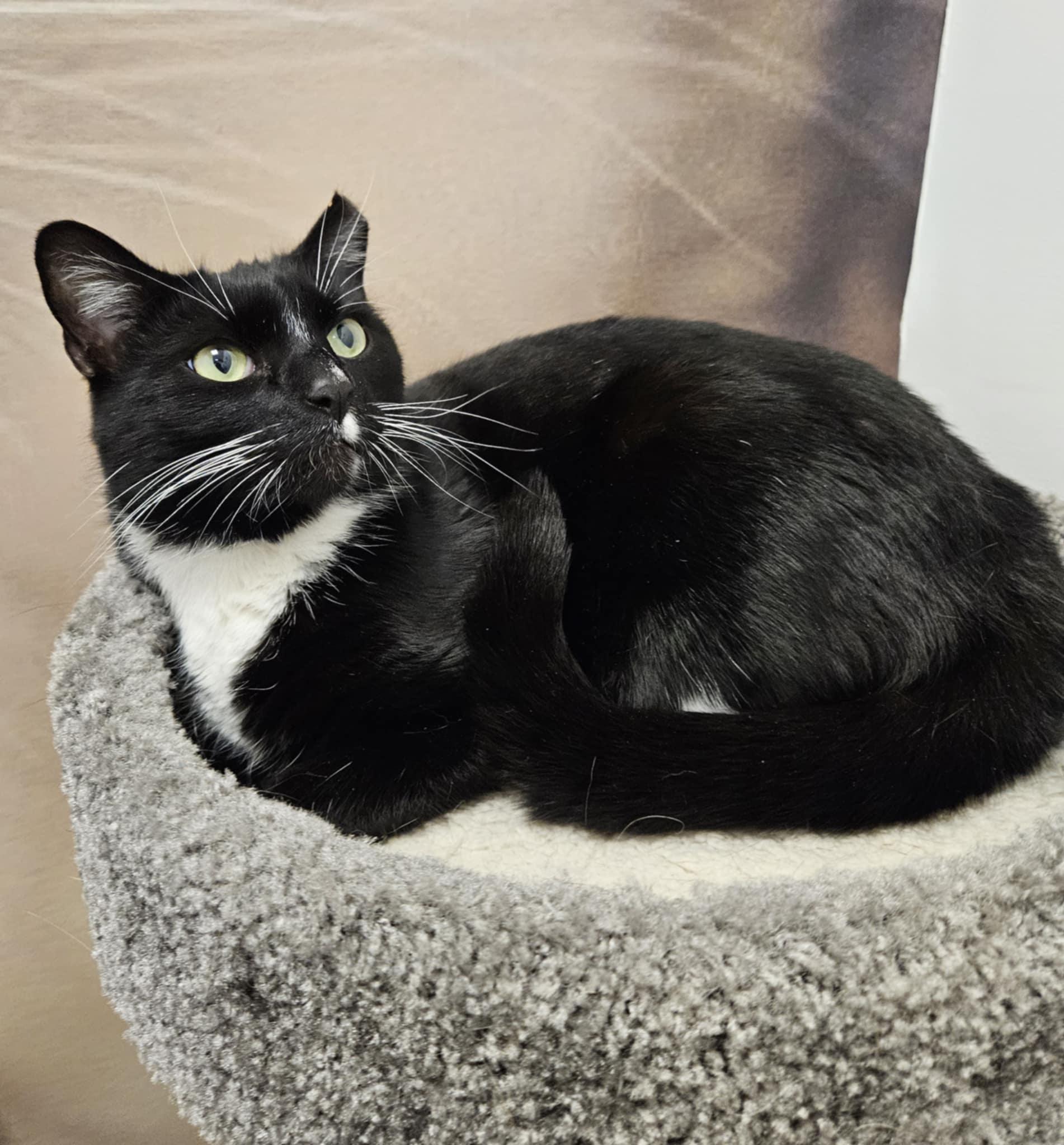 Miss Sox, Adoptable, Adult Female Domestic Short Hair & Tuxedo.