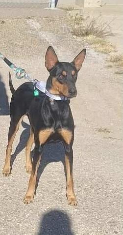 Enlarge Ravioli, a Adoptable mixed breed in De Pere, WI image 1/3