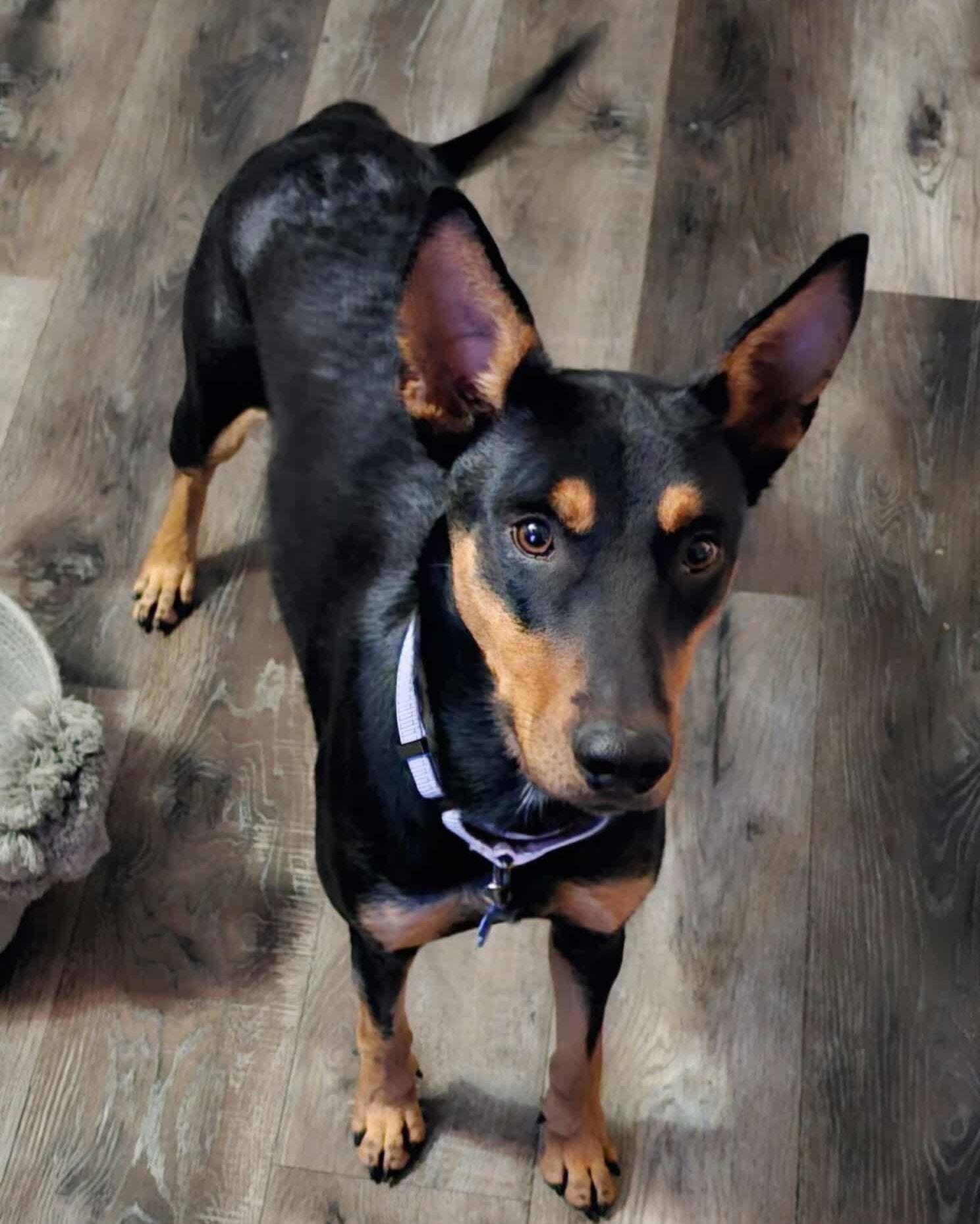 Enlarge Ravioli, a Adoptable mixed breed in De Pere, WI image 2/3