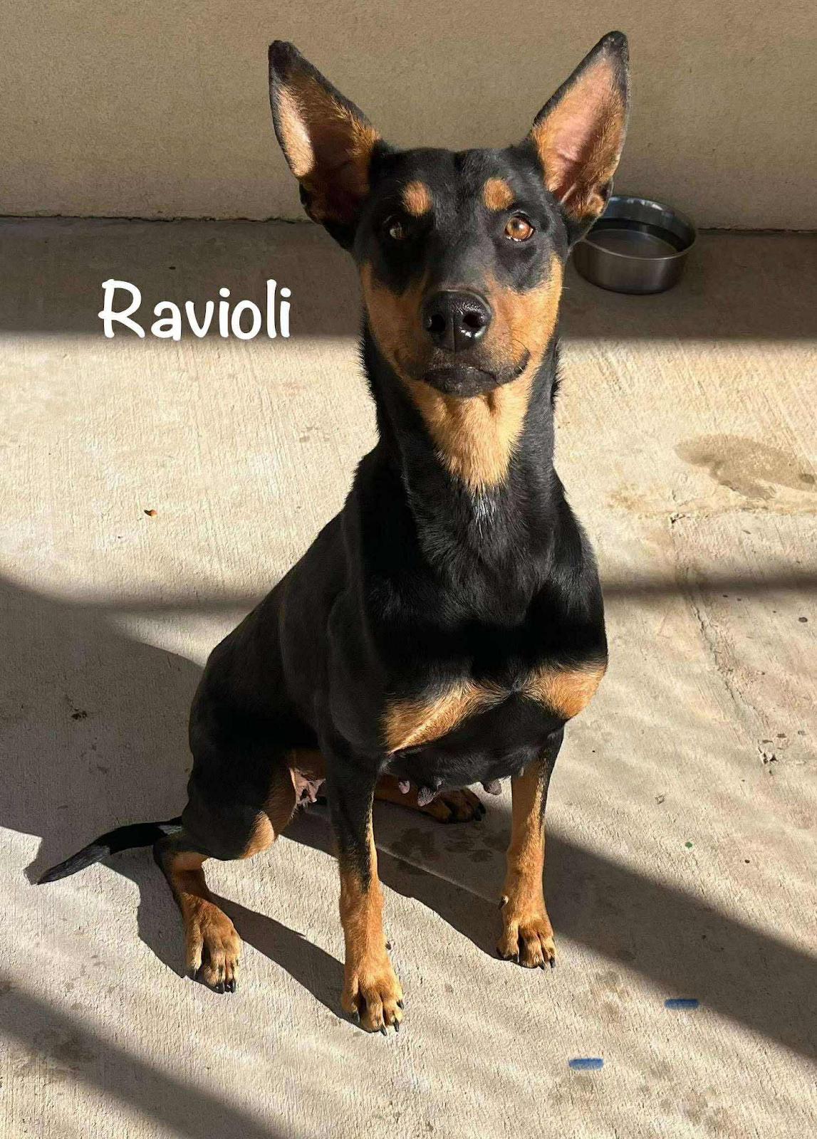 Enlarge Ravioli, a Adoptable mixed breed in De Pere, WI image 3/3