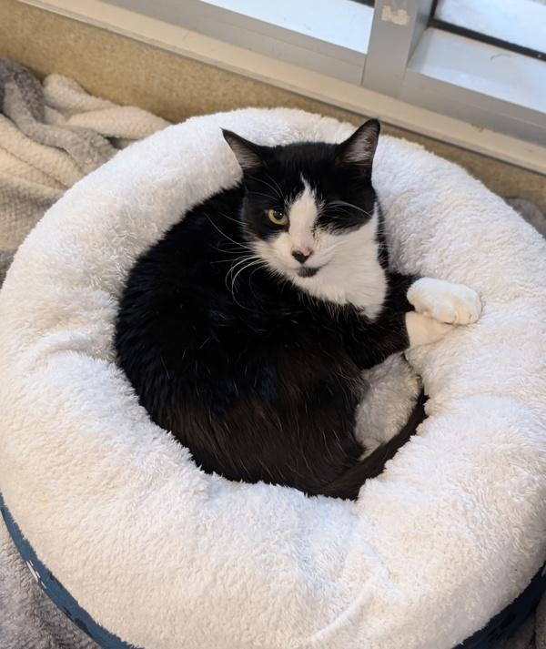 Margot, Adoptable, Adult Female Domestic Short Hair.
