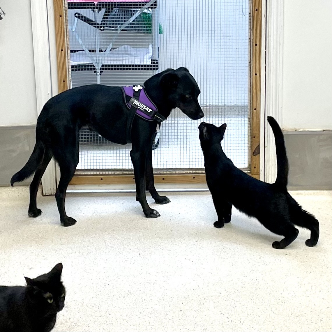 Enlarge Fergie, a Adoptable Domestic Short Hair in Cincinnati, OH image 2/6