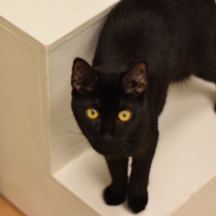Enlarge Fergie, a Adoptable Domestic Short Hair in Cincinnati, OH image 4/6