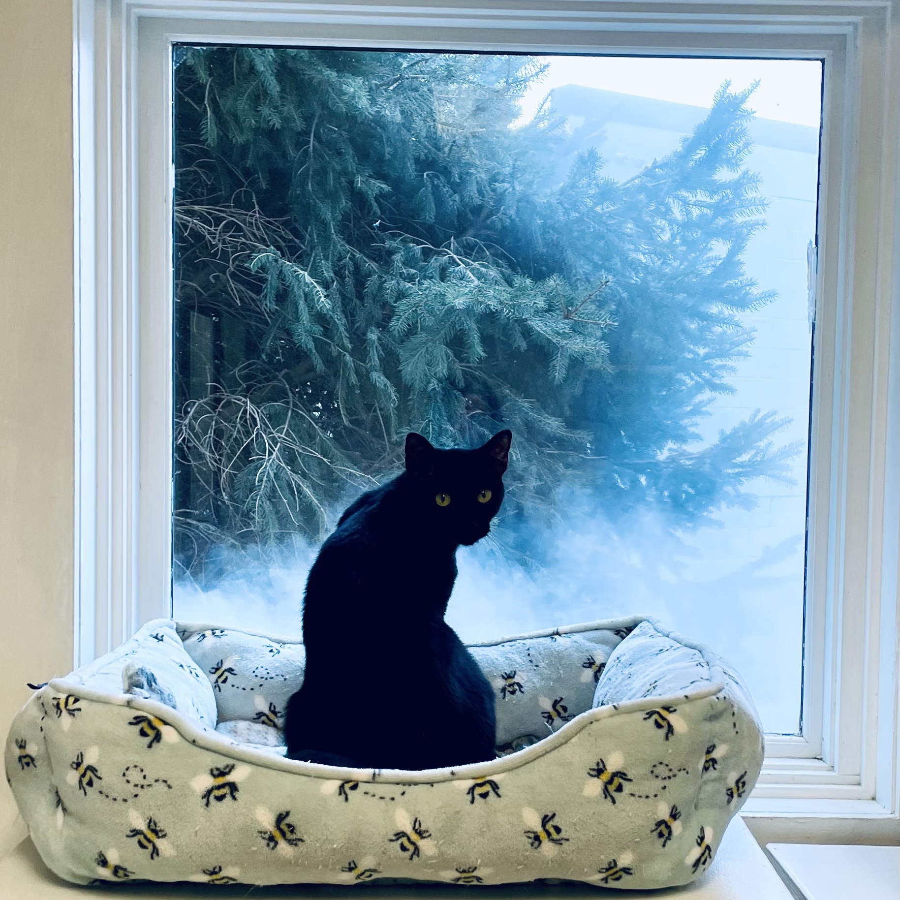 Enlarge Fergie, a Adoptable Domestic Short Hair in Cincinnati, OH image 1/6