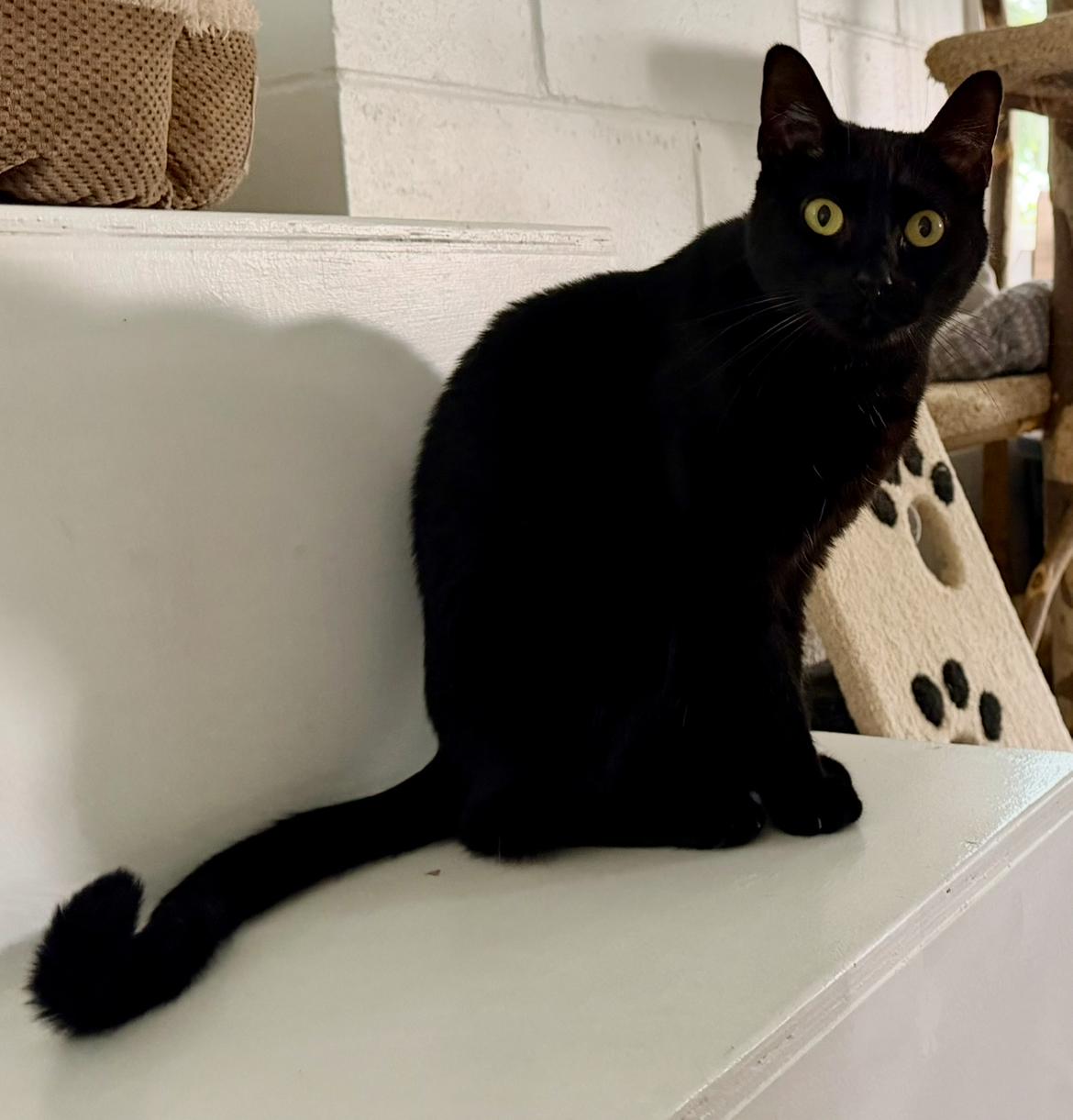 Enlarge Fergie, an adoptable Domestic Short Hair in Cincinnati, OH image 6/6