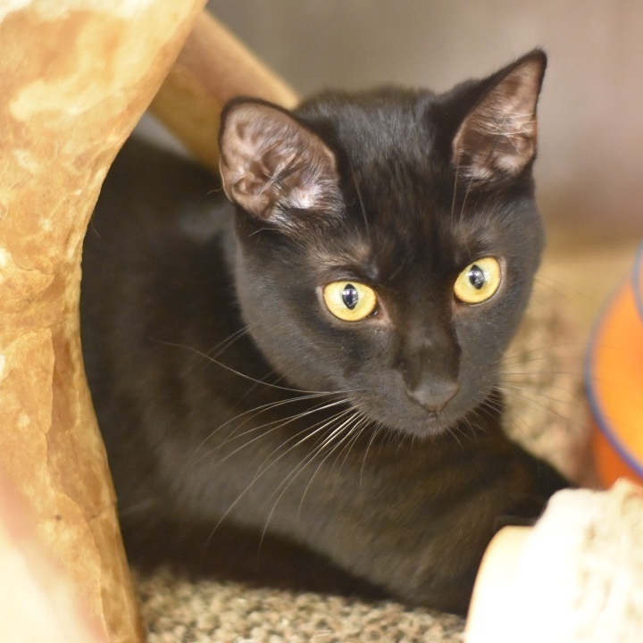 Enlarge Fergie, a Adoptable Domestic Short Hair in Cincinnati, OH image 3/6