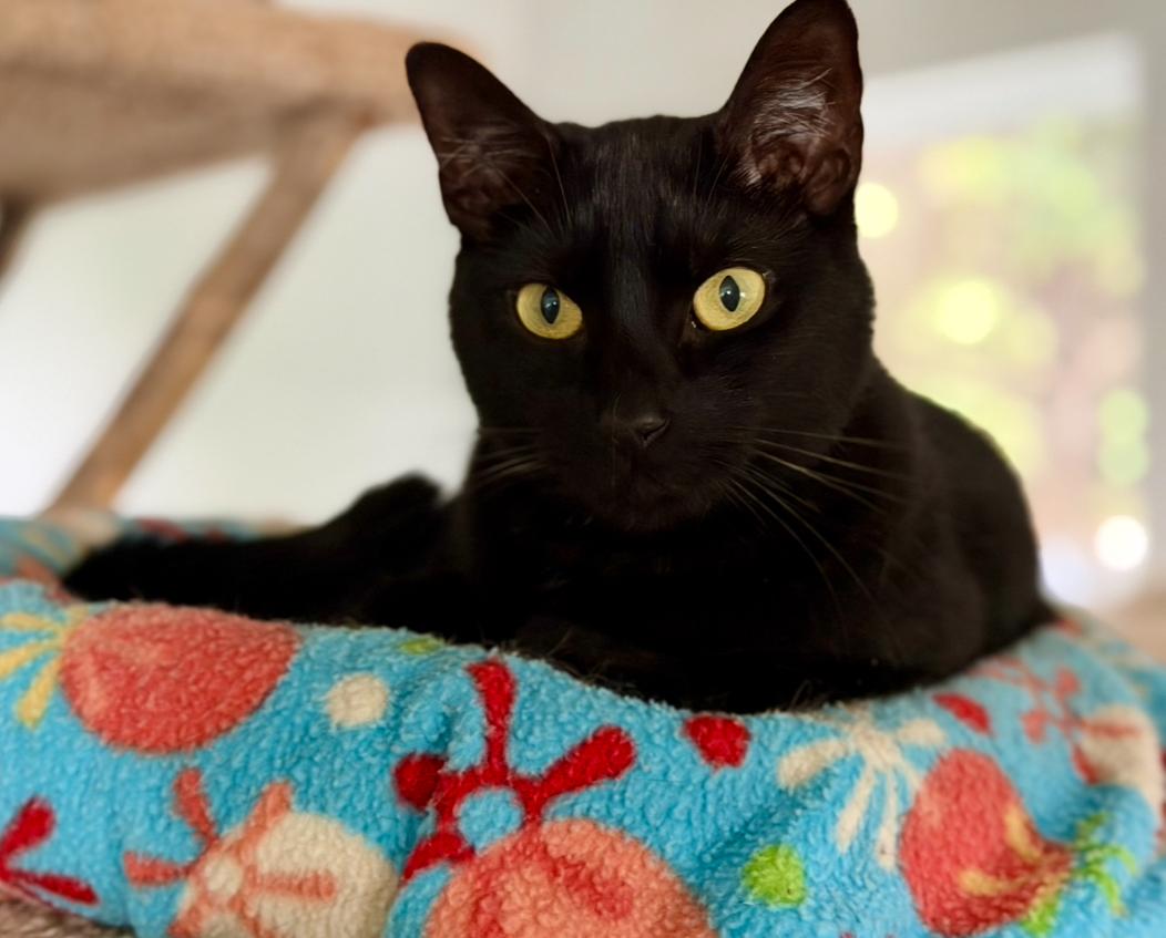 Fergie, adoptable, Young Female Domestic Short Hair.