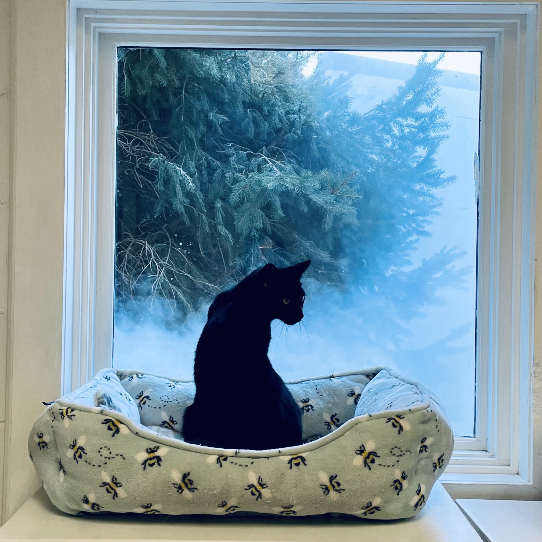 Enlarge Fergie, a Adoptable Domestic Short Hair in Cincinnati, OH image 6/6