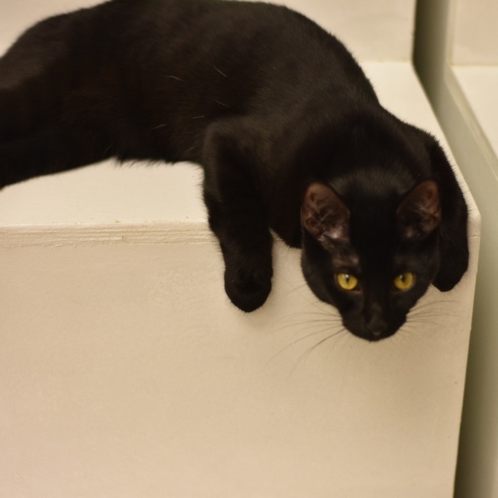 Enlarge Fergie, a Adoptable Domestic Short Hair in Cincinnati, OH image 5/6