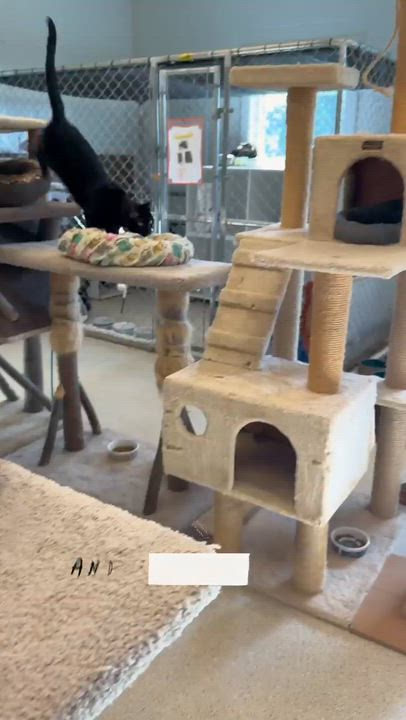 Enlarge Fergie, an adoptable Domestic Short Hair in Cincinnati, OH video 2/6