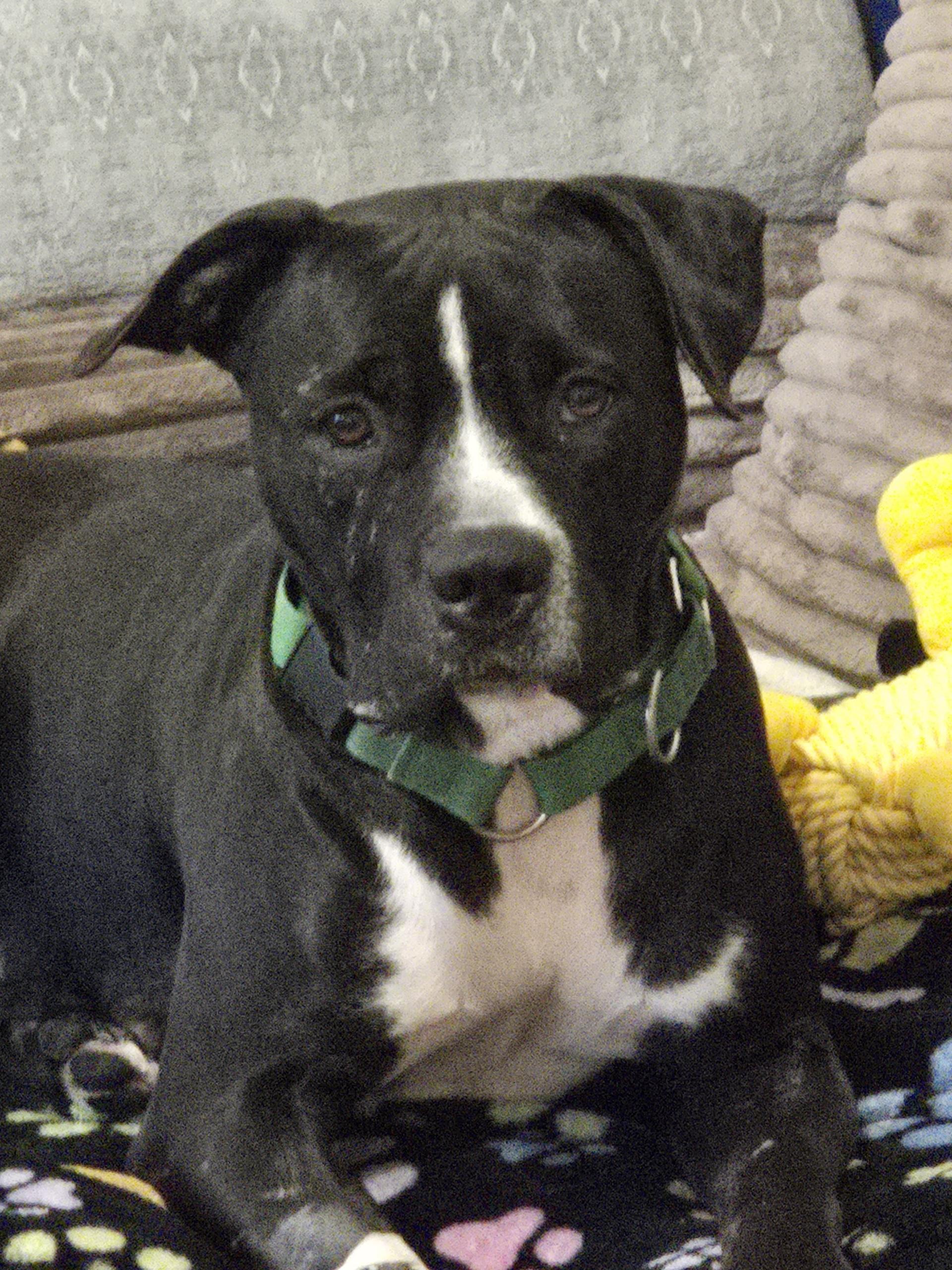 Mama Bear, ADOPTABLE, Young Female Mixed Breed.