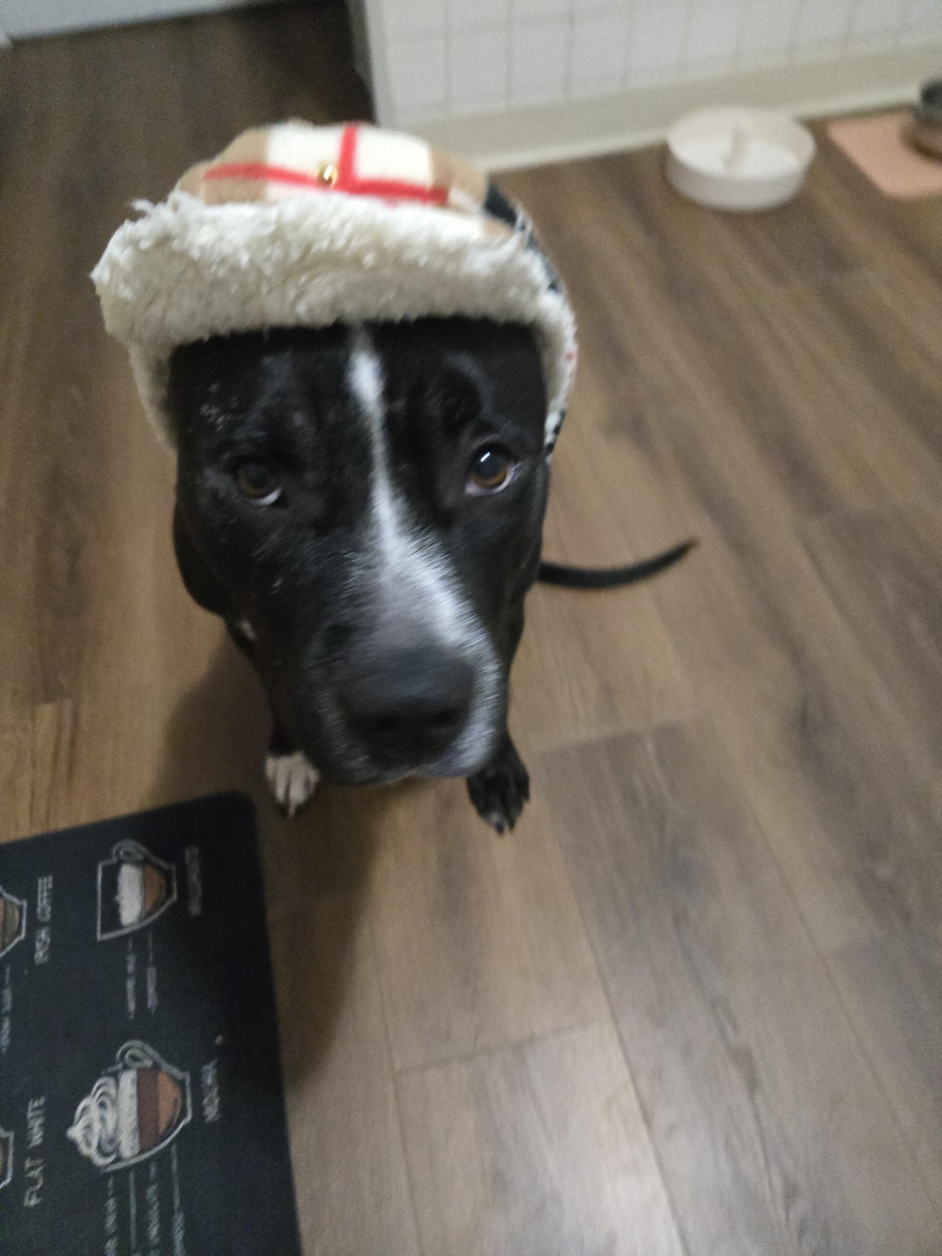 Enlarge Mama , a ADOPTABLE mixed breed in Lunenburg , MA image 5/6