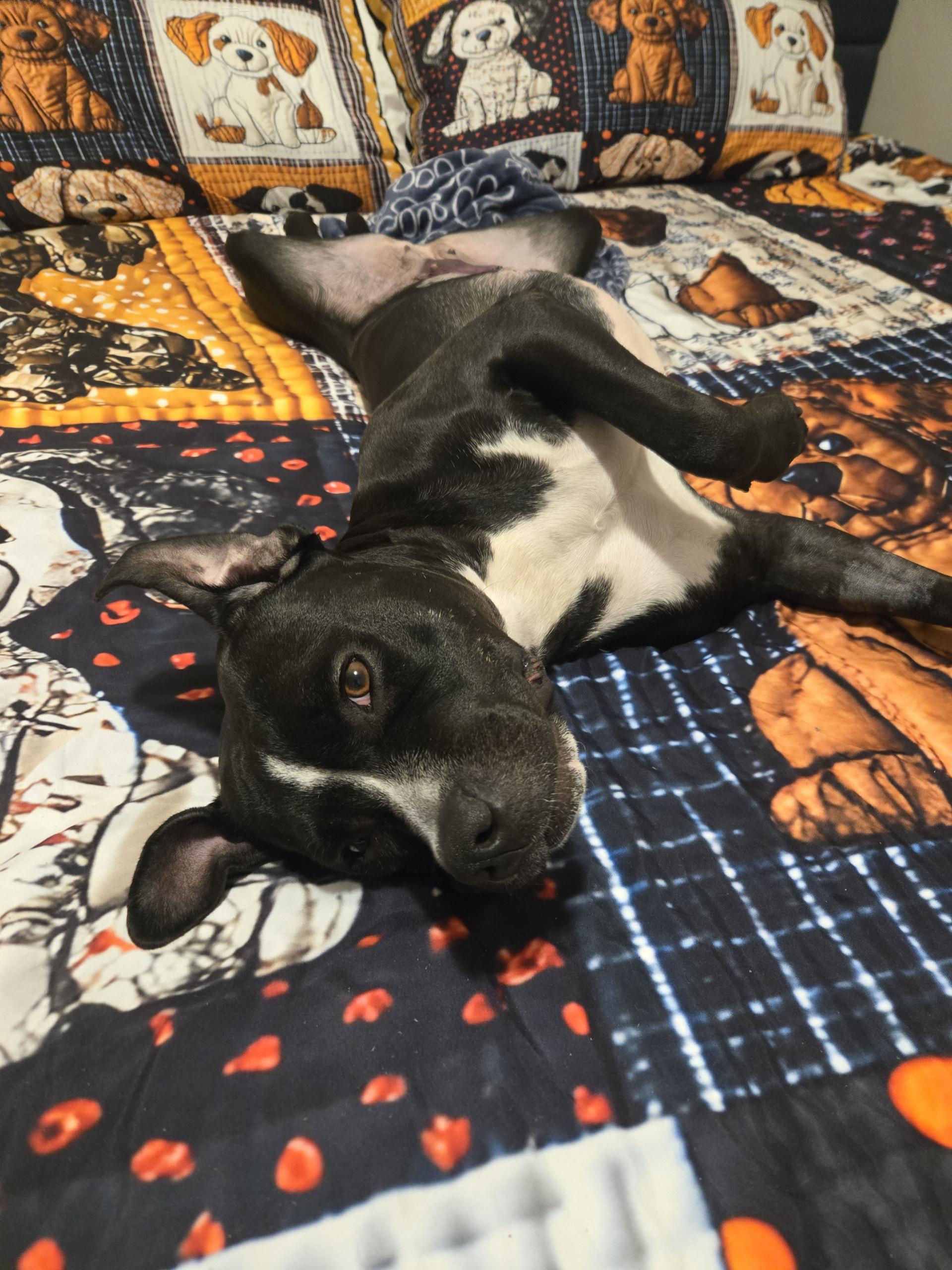 Enlarge Mama , a ADOPTABLE mixed breed in Lunenburg , MA image 2/6