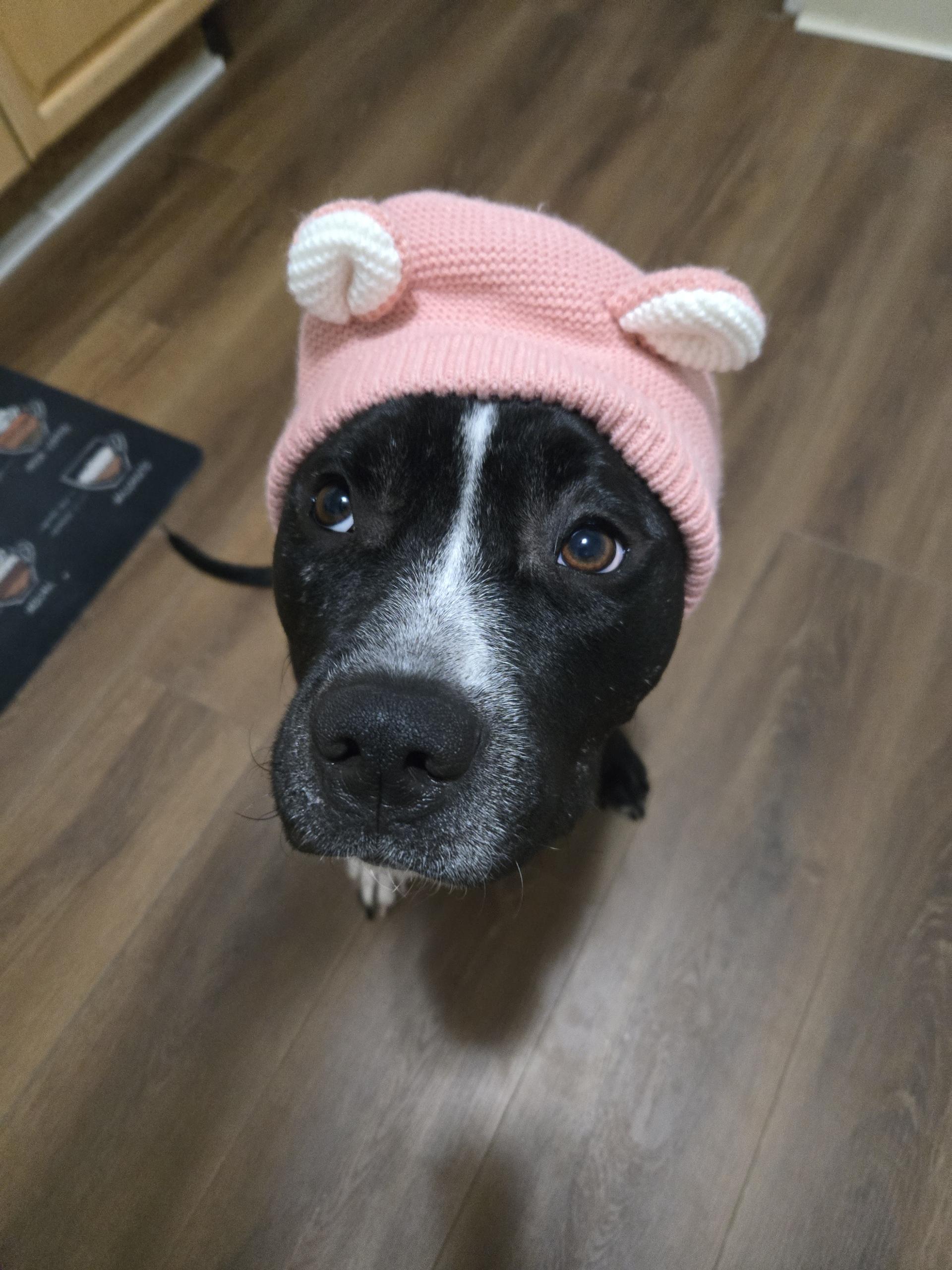 Enlarge Mama , a ADOPTABLE mixed breed in Lunenburg , MA image 1/6