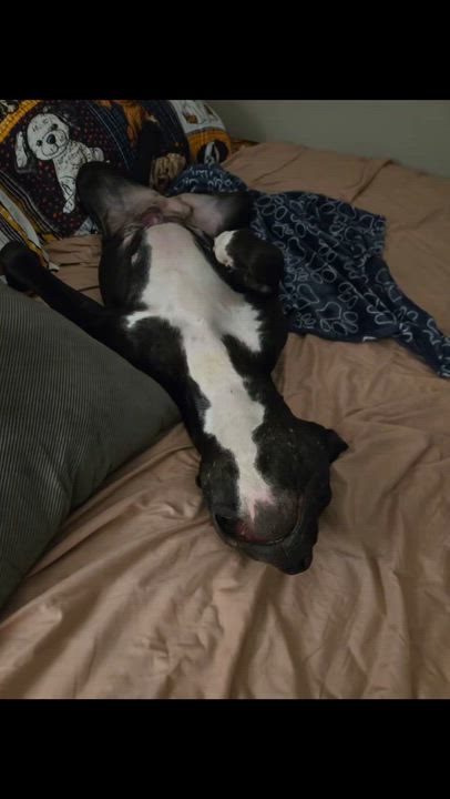 Enlarge Mama , a ADOPTABLE mixed breed in Lunenburg , MA video 6/6