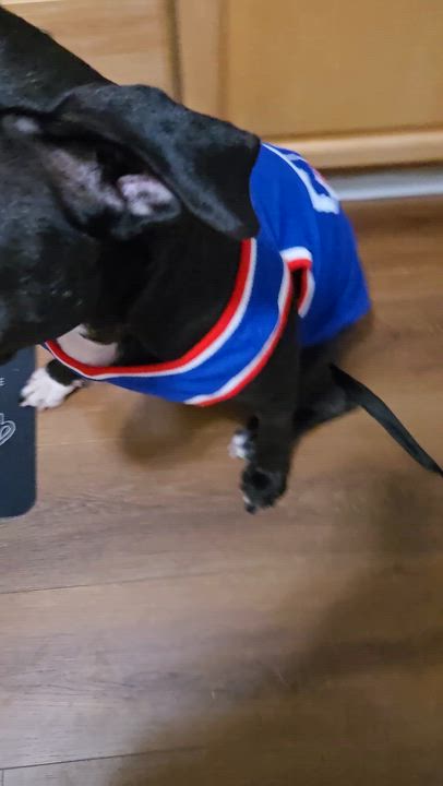 Enlarge Mama , a ADOPTABLE mixed breed in Lunenburg , MA video 3/6