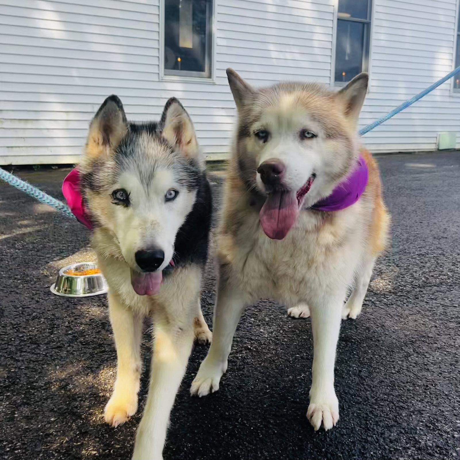 Lucy: Bonded with Kira, Adoptable, Senior Female Husky.