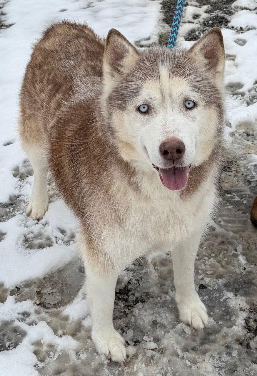 Lucy: Bonded with Kira, a Adoptable Husky in Elkins, WV image 1/2