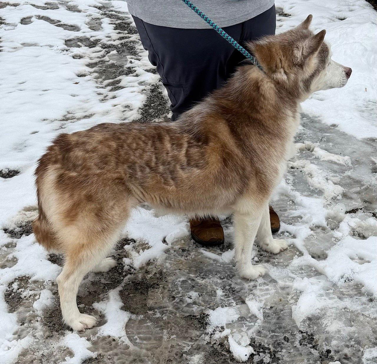 Lucy: Bonded with Kira, a Adoptable Husky in Elkins, WV image 2/2