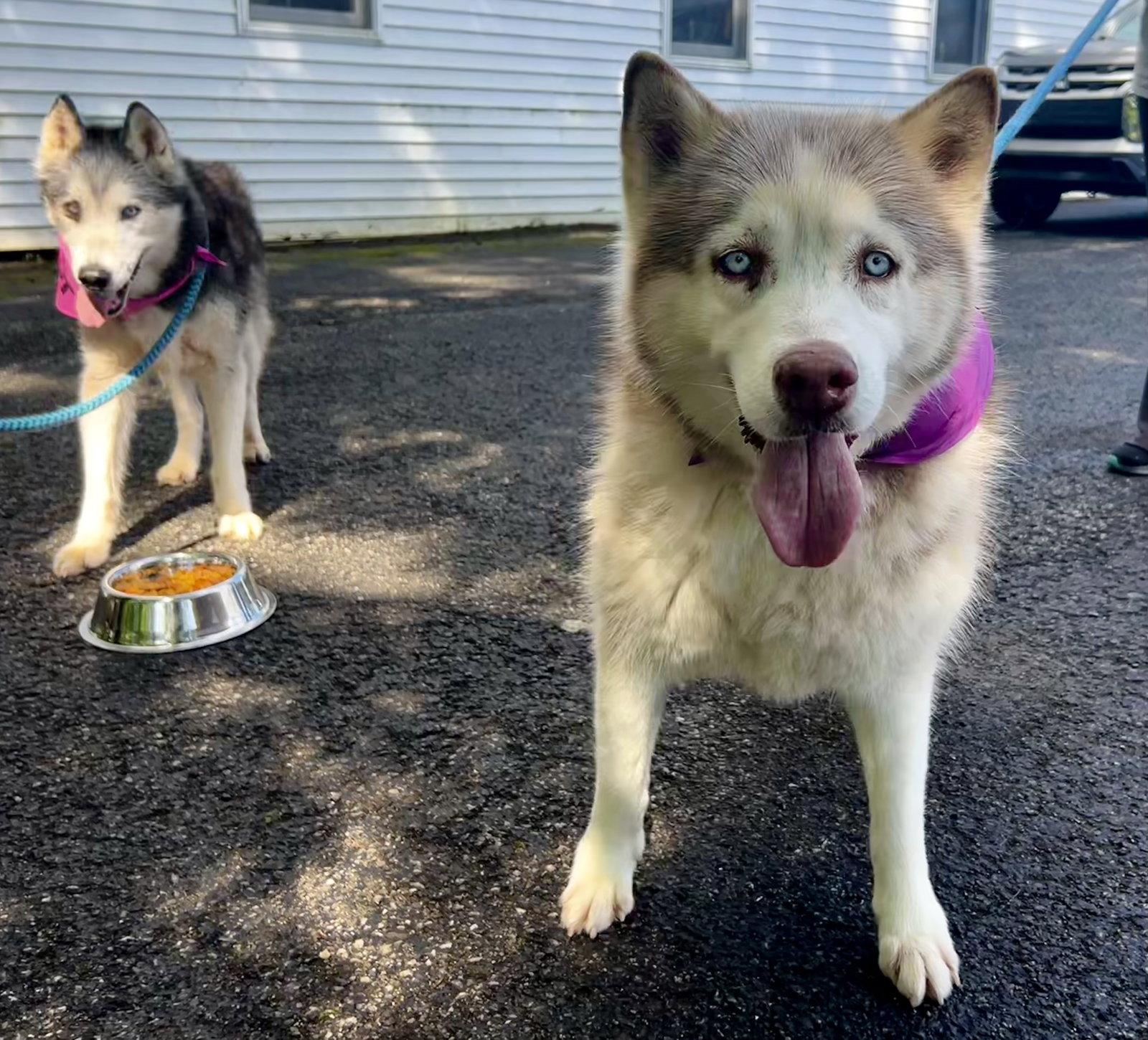 Enlarge Lucy: Bonded with Kira, a Adoptable Husky in Elkins, WV image 3/3
