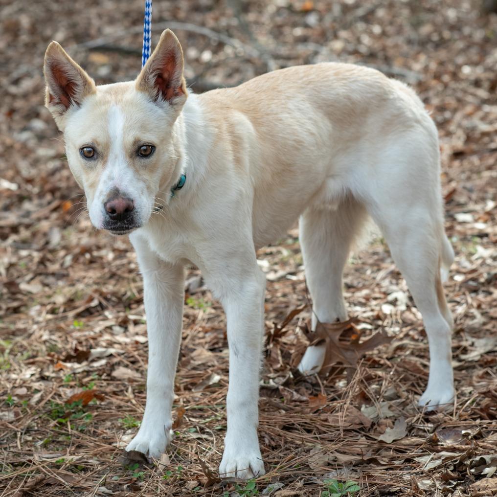 Enlarge GHOST-30493, a Adoptable mixed breed in Bartlett, TN image 1/2