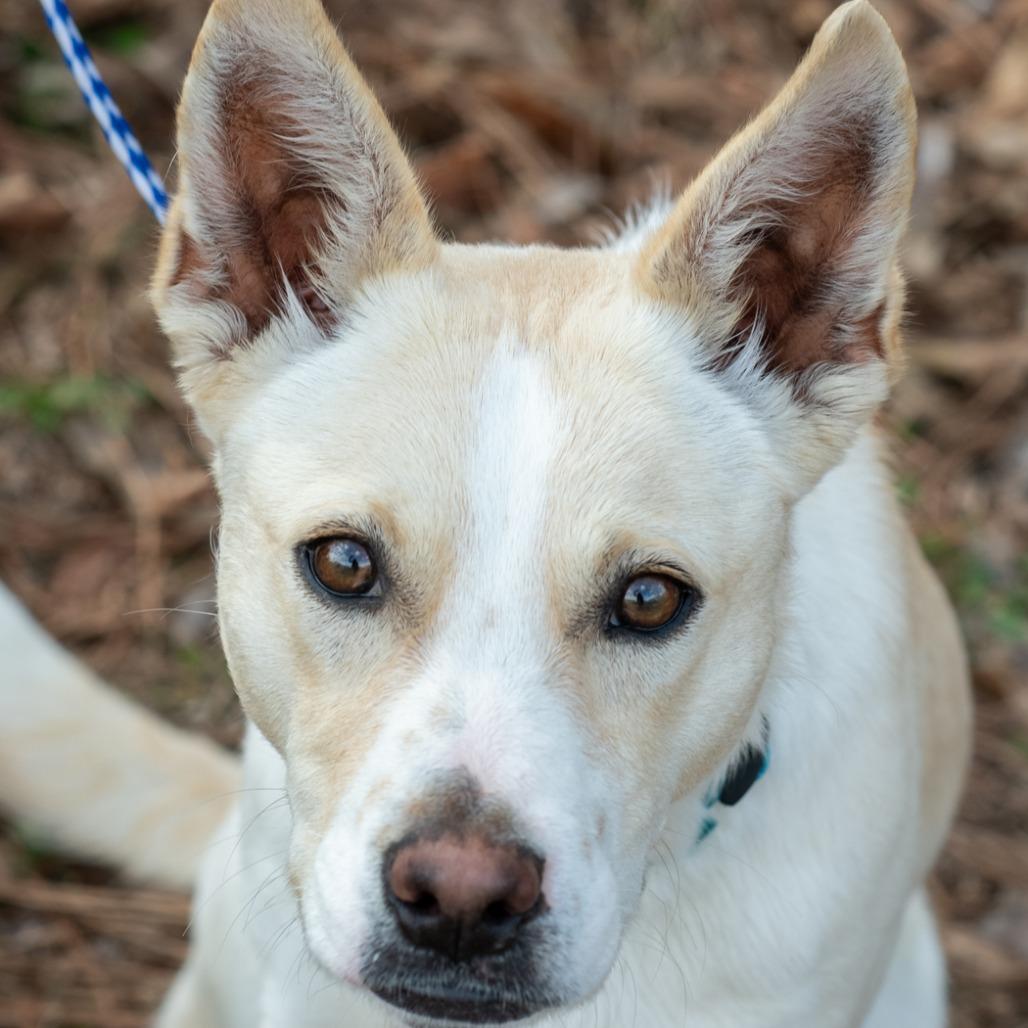 Enlarge GHOST-30493, a Adoptable mixed breed in Bartlett, TN image 2/2