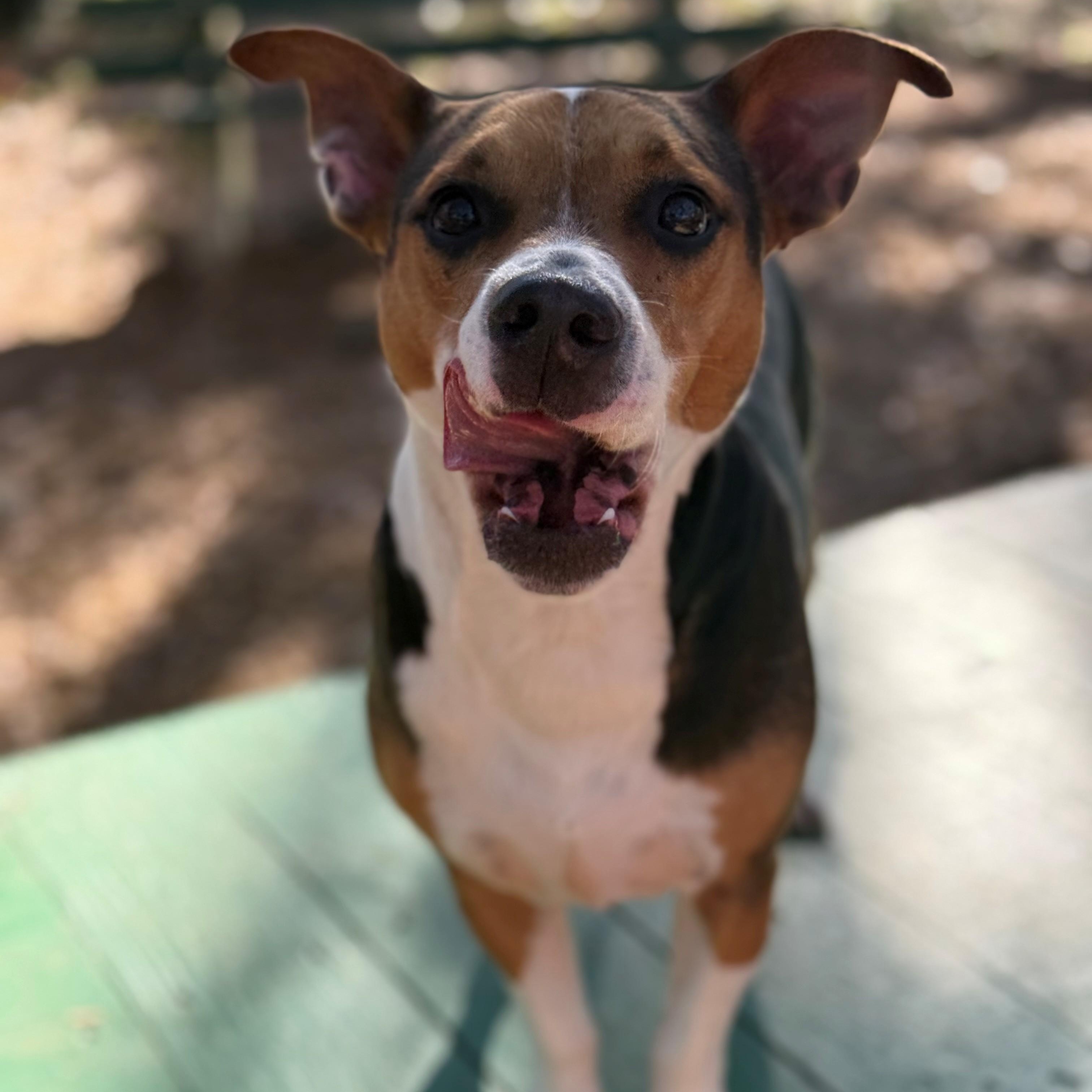 Enlarge Mars, a ADOPTABLE mixed breed in St. Augustine, FL image 1/3